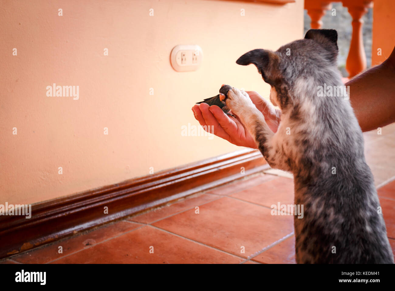 Australian Cattle Dog Welpen spielen mit einem Papagei Stockfoto