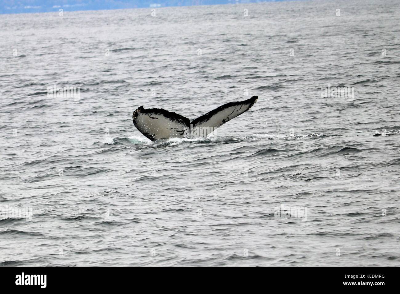 Puget Sound Buckelwal Stockfoto