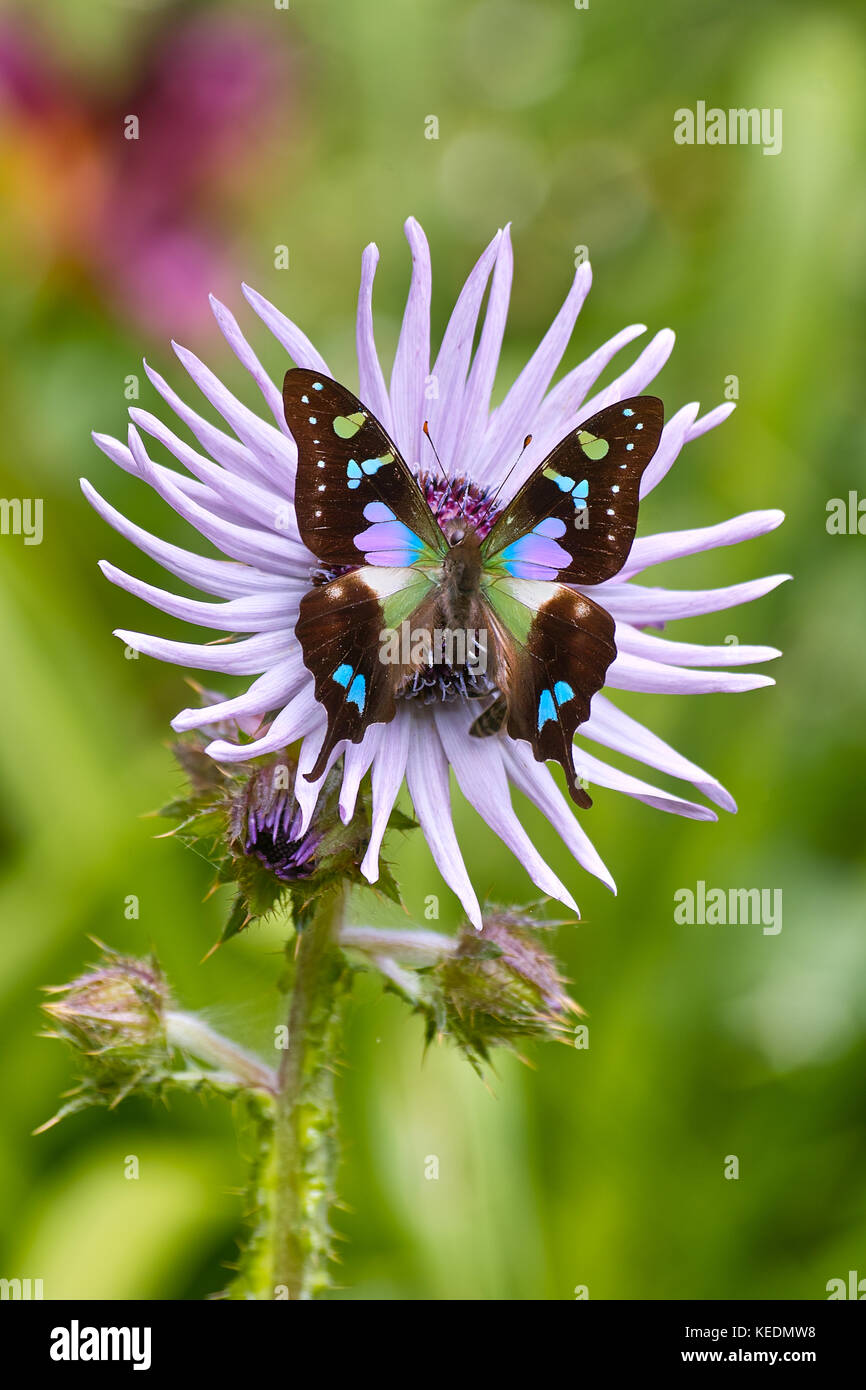 Grün und violett gefleckten Schwalbenschwanz Schmetterling (Graphium weiskei) auf eine blühende Lila berkheya Blume (Berkheya purpurea) Stockfoto