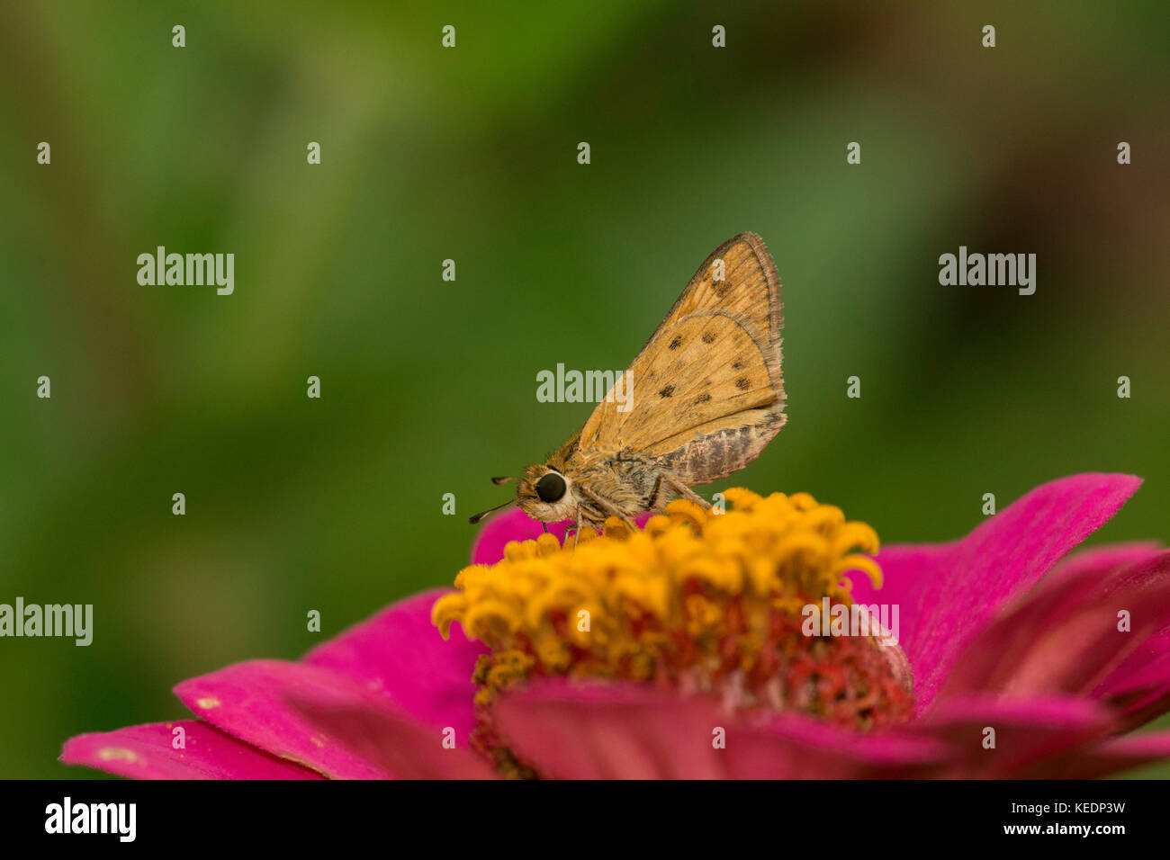 Fiery Skipper Fütterung auf Zinnia Blume. Stockfoto