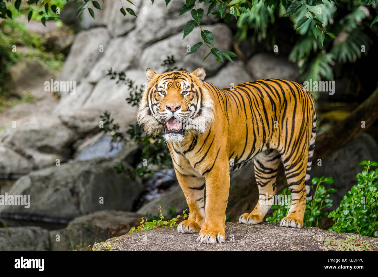 Sumatra Tiger stehend auf den Felsen und mit Blick auf die Kamera Stockfoto