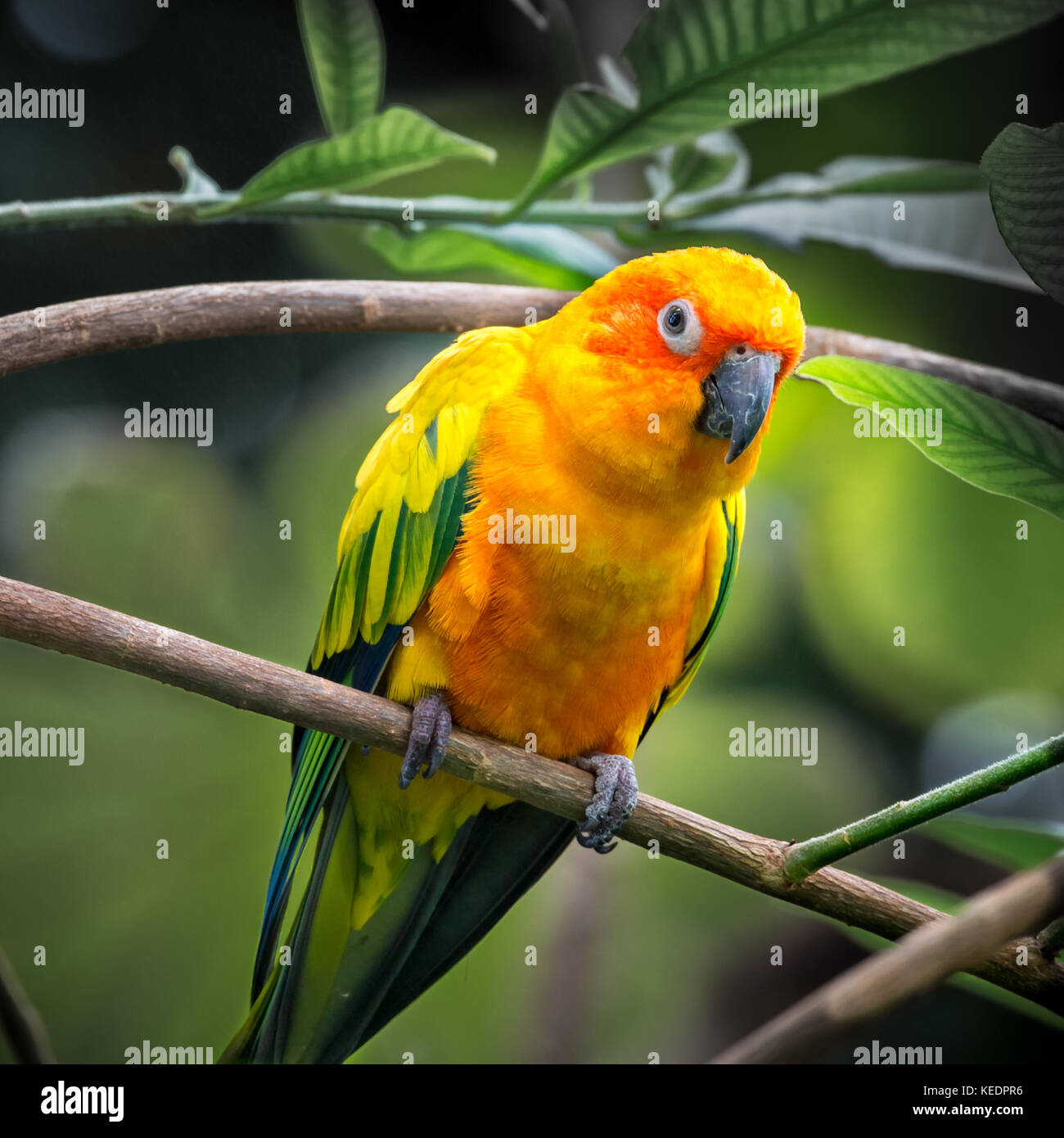 Sun Sittiche Papagei (Aratinga solstitialis) auf eine Zweigniederlassung, die in einem tropischen Wald gehockt Stockfoto