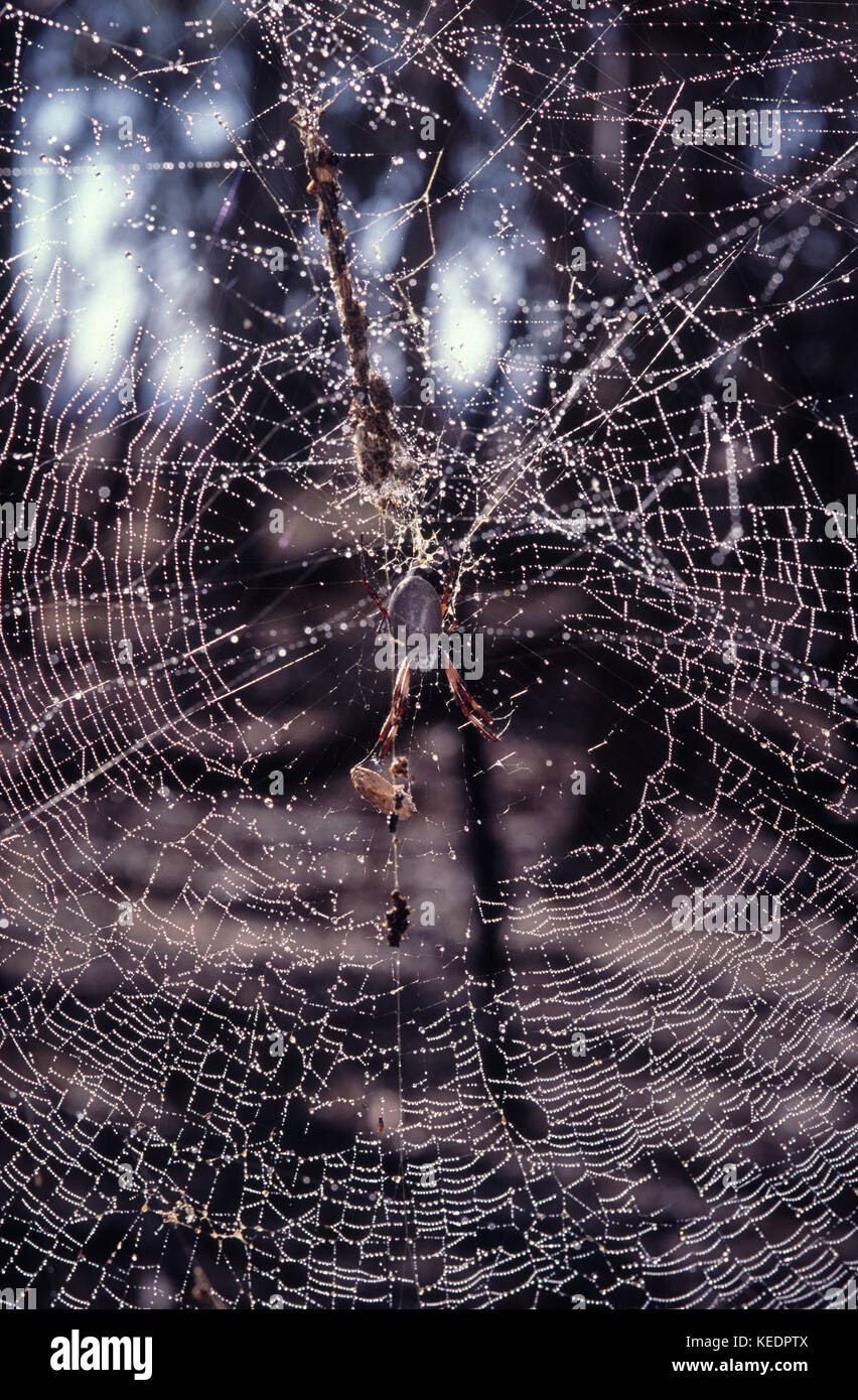 Golden orb Web spider und Ihre Web Stockfoto