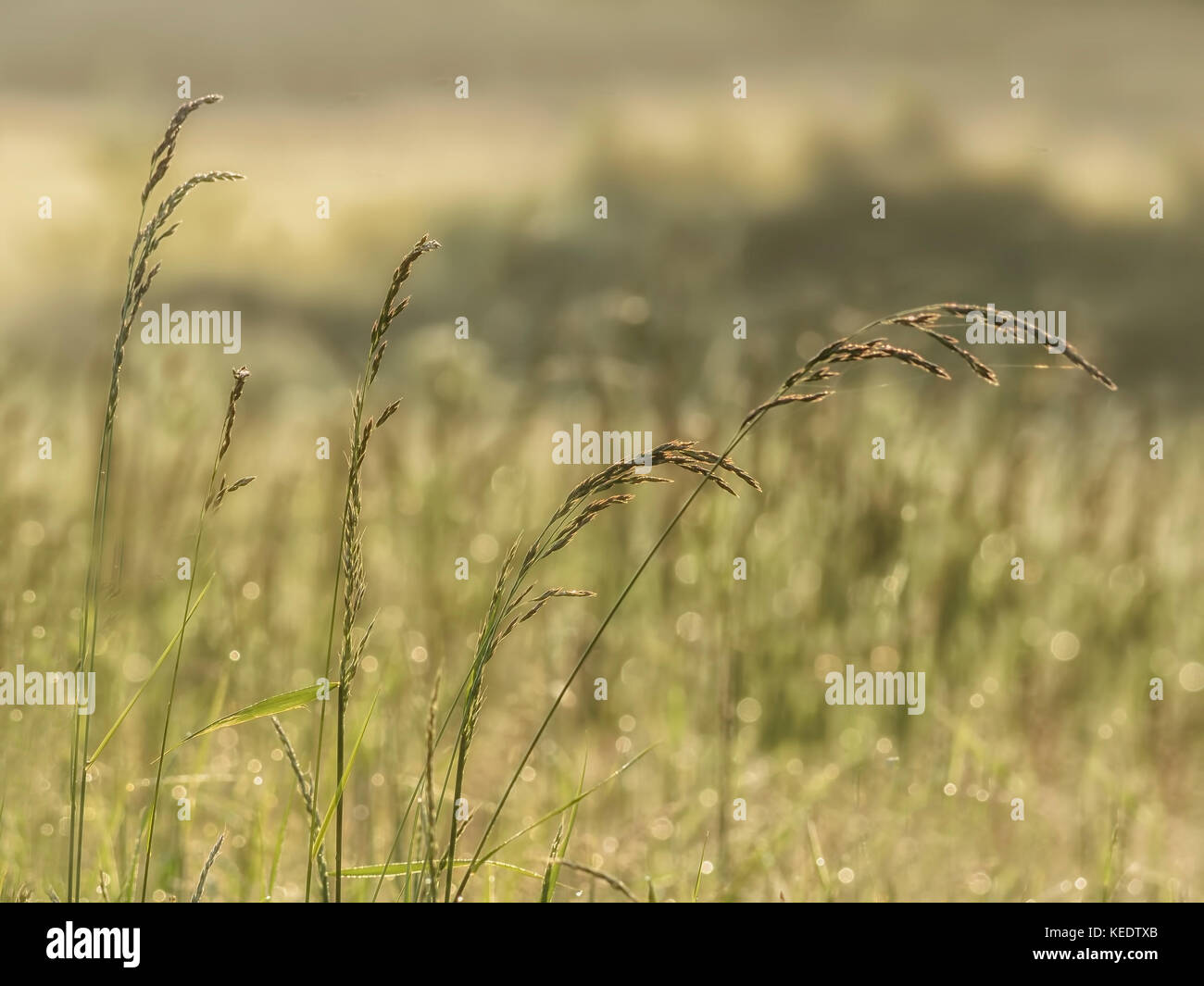 Wildes Gras auf einer Wiese im Sommer Stockfoto