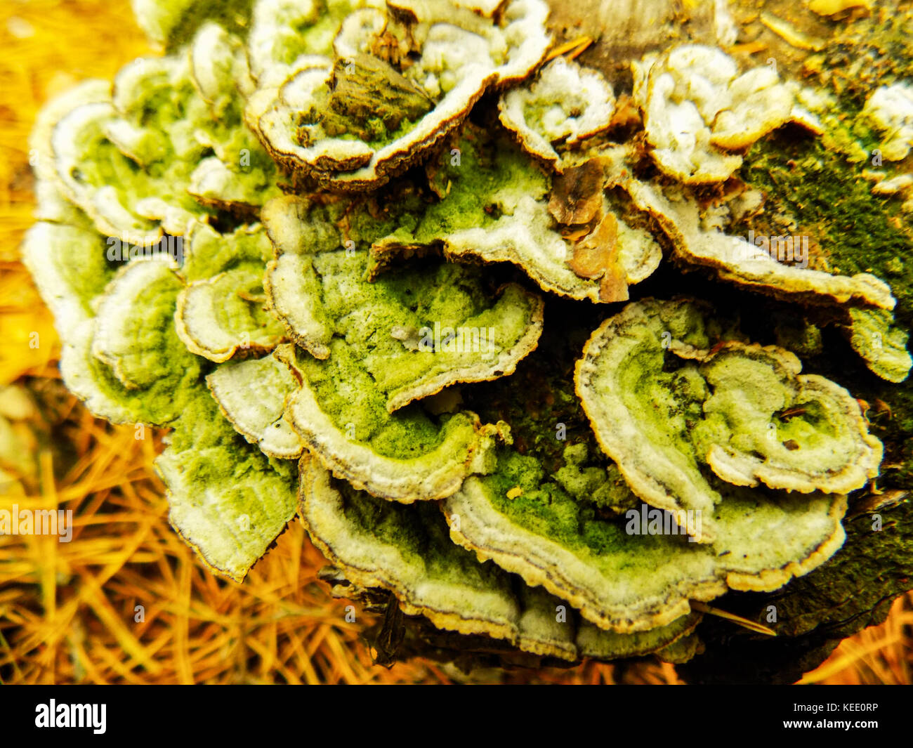 Pilz-Hintergrund Stockfoto