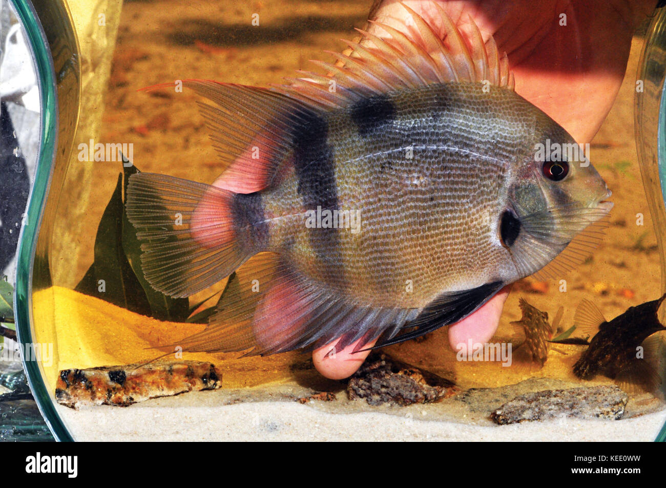 Uaru Fotos und Bildmaterial in hoher Auflösung Alamy