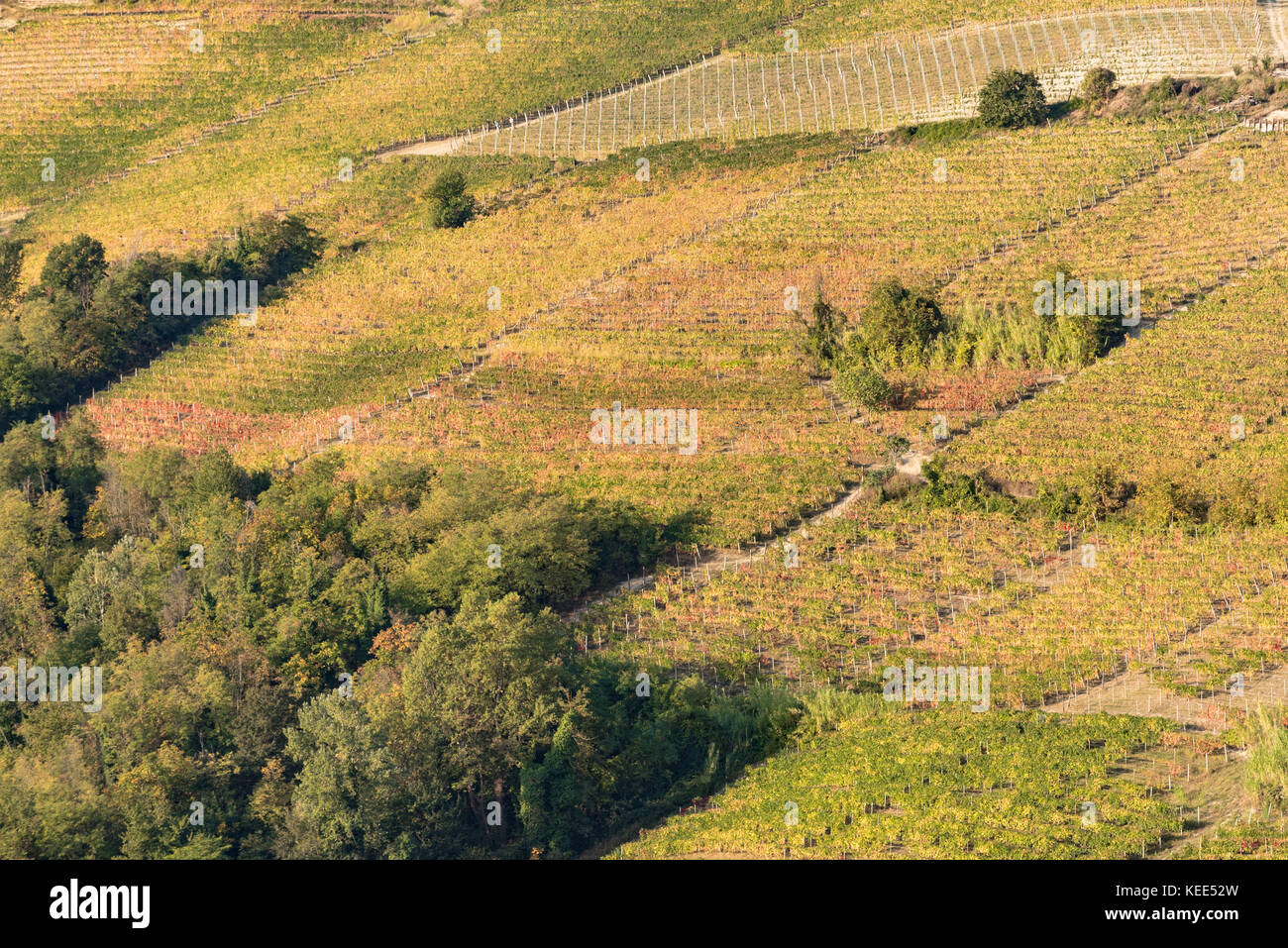 Herbstfarben in Italienisch Hill Region Langhe Stockfoto