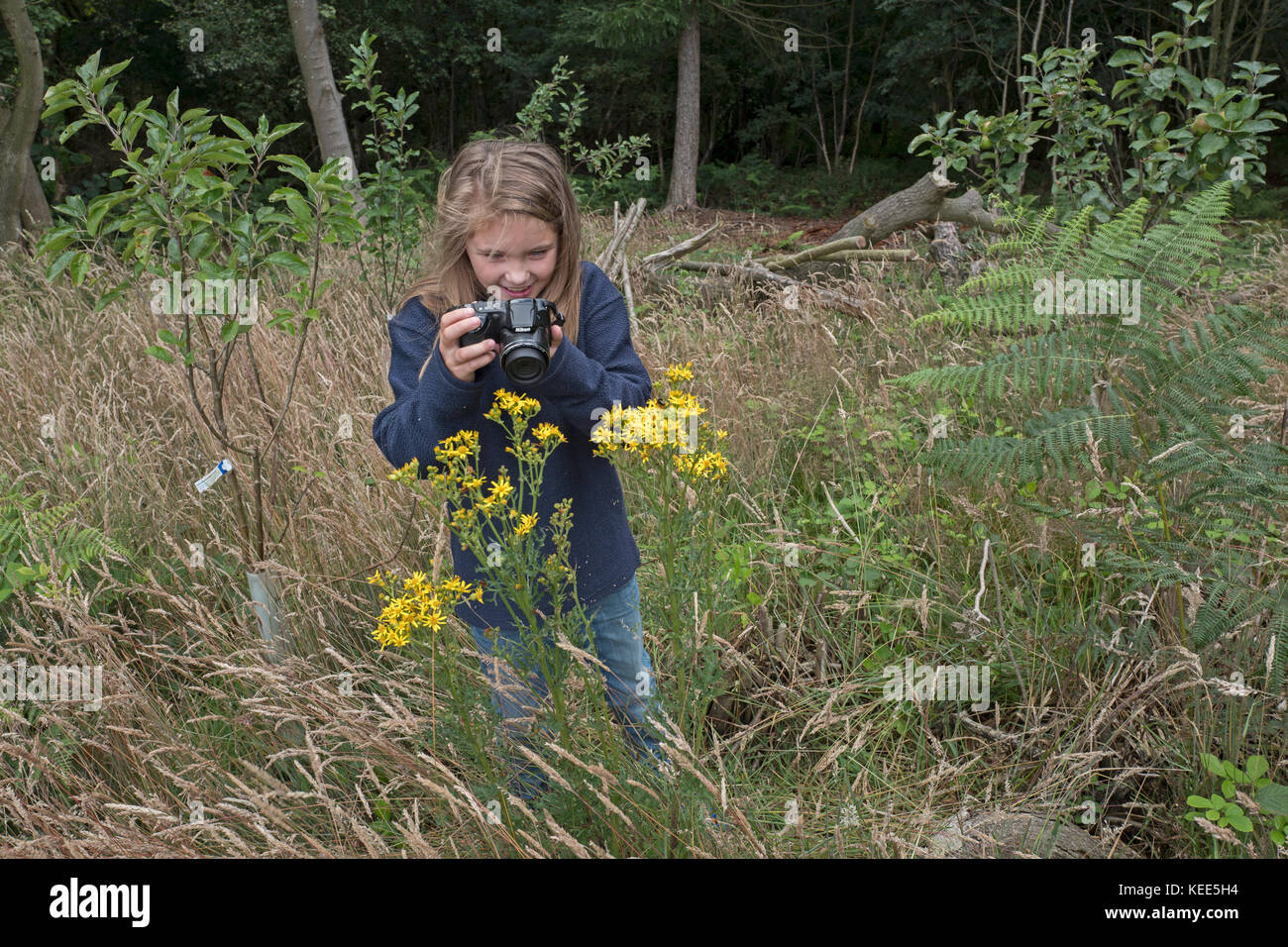 Junge Mädchen fotografieren Natur in Wäldern North Norfolk im Sommer (Model Released - Charlotte Tipling) Stockfoto