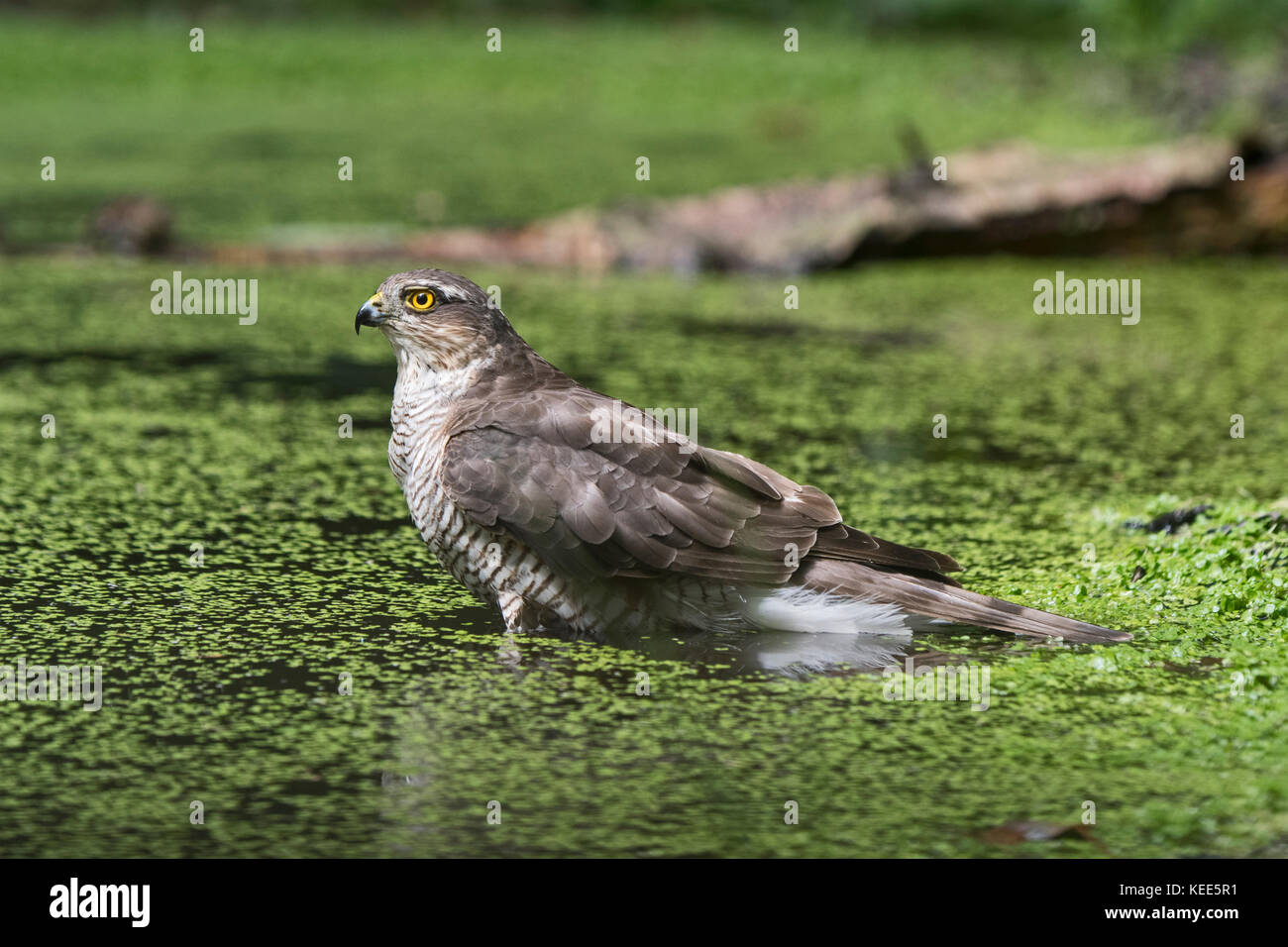 Eurasian Sparrowhawk Accipiter nisus Weiblich baden in Woodland pool North Norfolk Sommer Stockfoto
