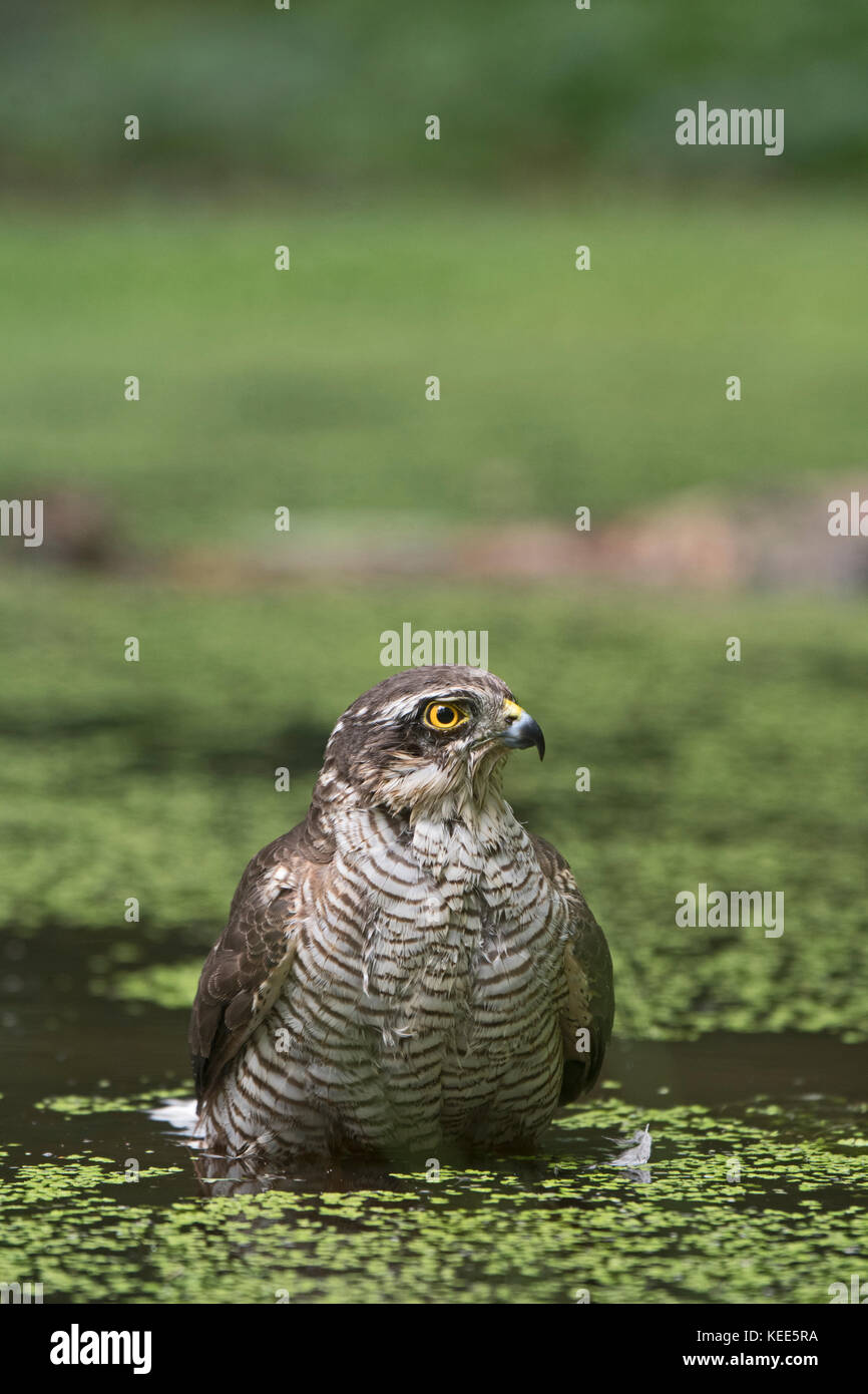Eurasian Sparrowhawk Accipiter nisus Weiblich baden in Woodland pool North Norfolk Sommer Stockfoto