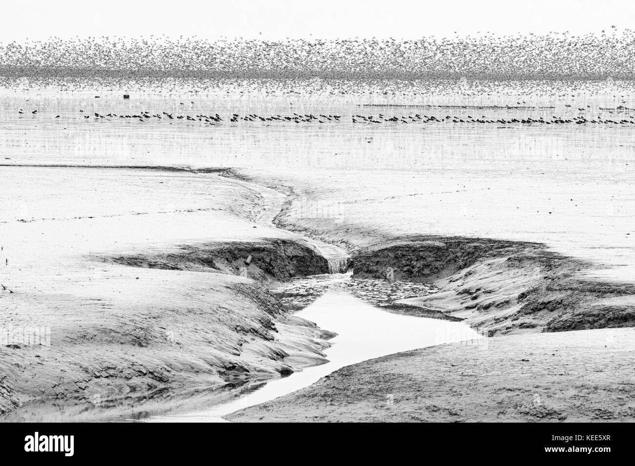 Watvögel vor allem Knoten und Oystewrcatcher auf dem Waschen bei Ebbe aus Saxmundham RSPB Reservat Norfolk August gesehen Stockfoto