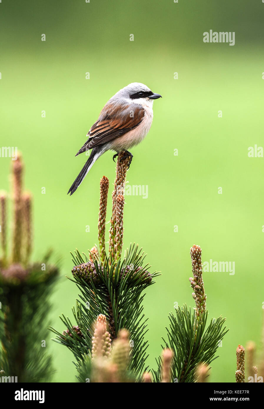 Portrait von Vogel mit grünem Hintergrund. Der neuntöter - Lanius collurio, eine fleischfressende Säugetierart und Mitglied des shrike Familie Laniidae Stockfoto