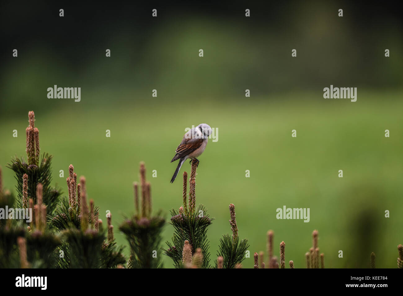 Portrait von Vogel mit grünem Hintergrund. Der neuntöter - Lanius collurio, eine fleischfressende Säugetierart und Mitglied des shrike Familie Laniidae Stockfoto