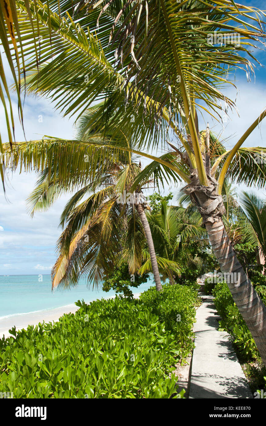 Schiefen Palmen am Strand Cockburn Town auf Grand Turk (Turks- und Caicosinseln). Stockfoto