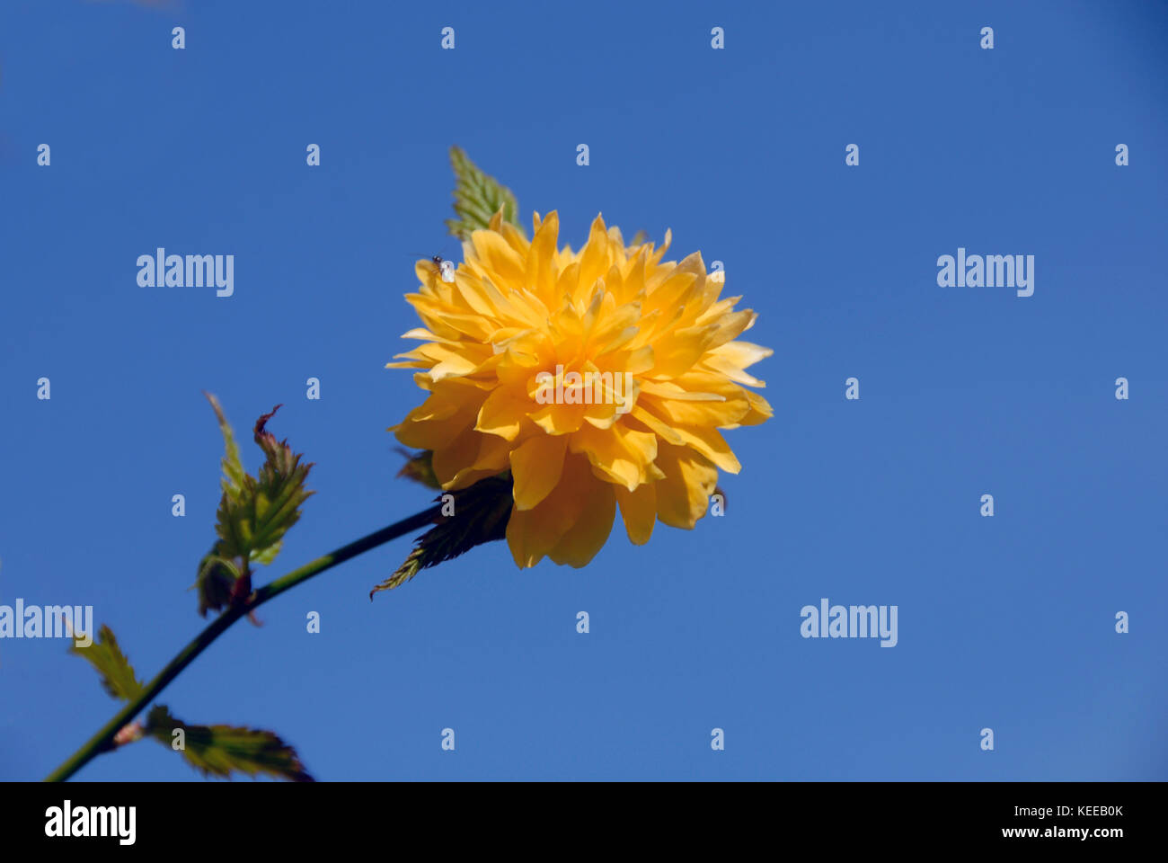 Kerria japonica gegen wolkenlosen blauen Himmel Stockfoto