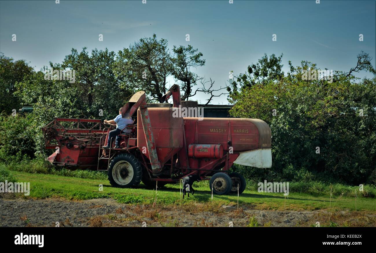 Alte Massey Harris Mähdrescher bei der Arbeit auf dem englischen Farm Stockfoto