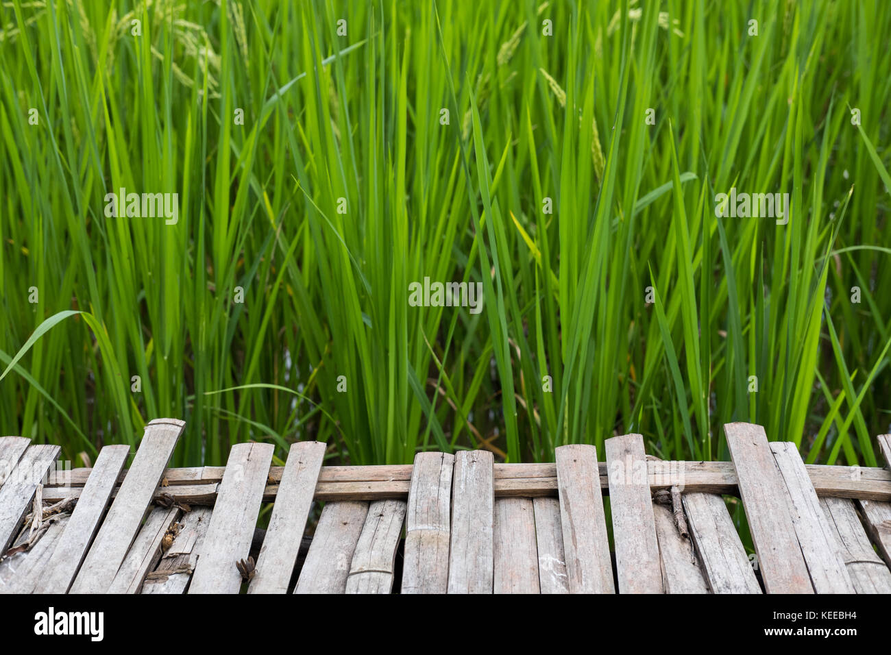 Bambus Gehweg in der Nähe der grünen Reis im Reisfeld. Plantation, Bauernhof, Landwirtschaft Konzept Stockfoto