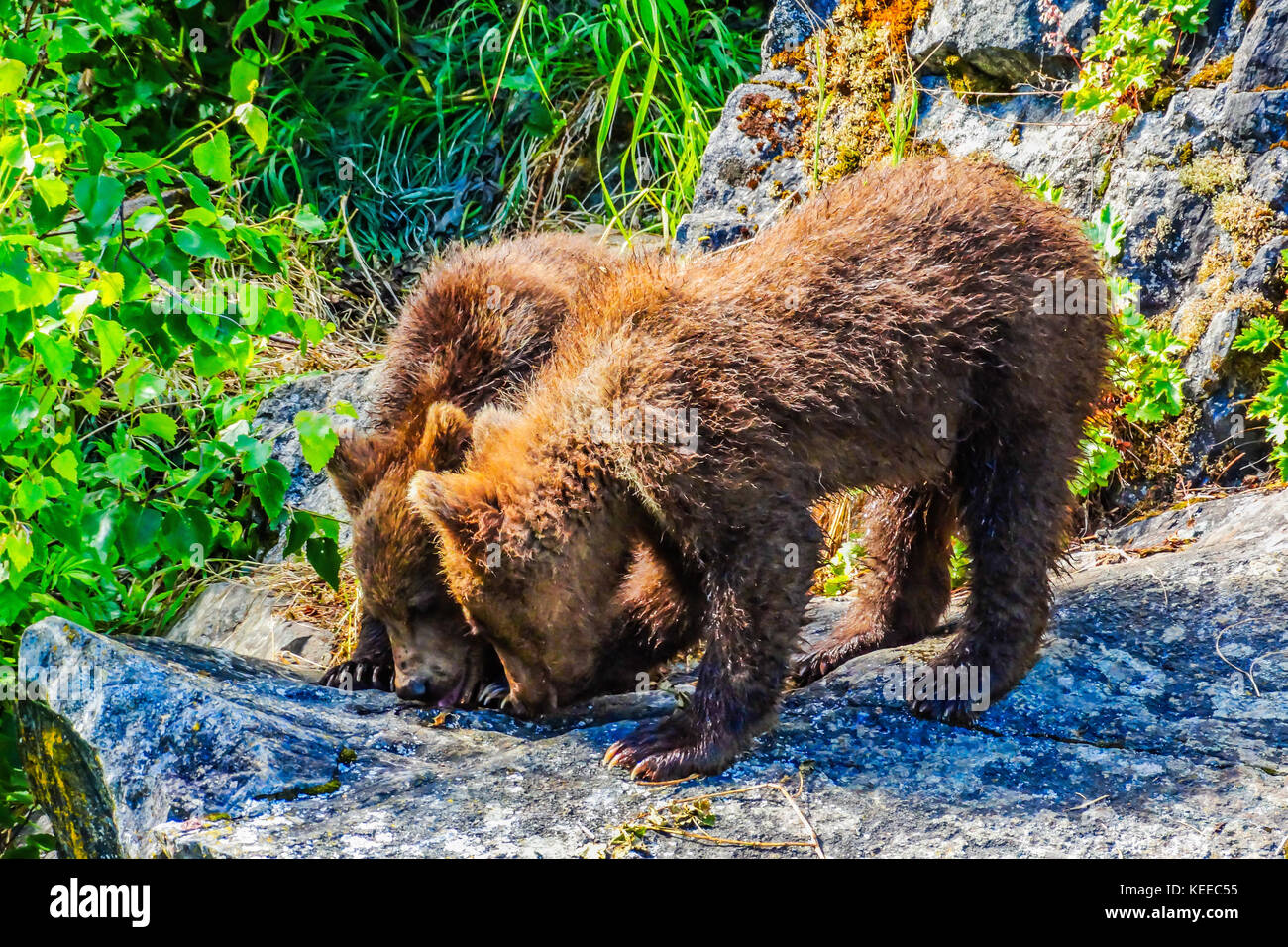 Zwei Brown bear Cubs spielen auf den Felsen in der Nähe der Schanze Bay Lodge in Alaska Stockfoto