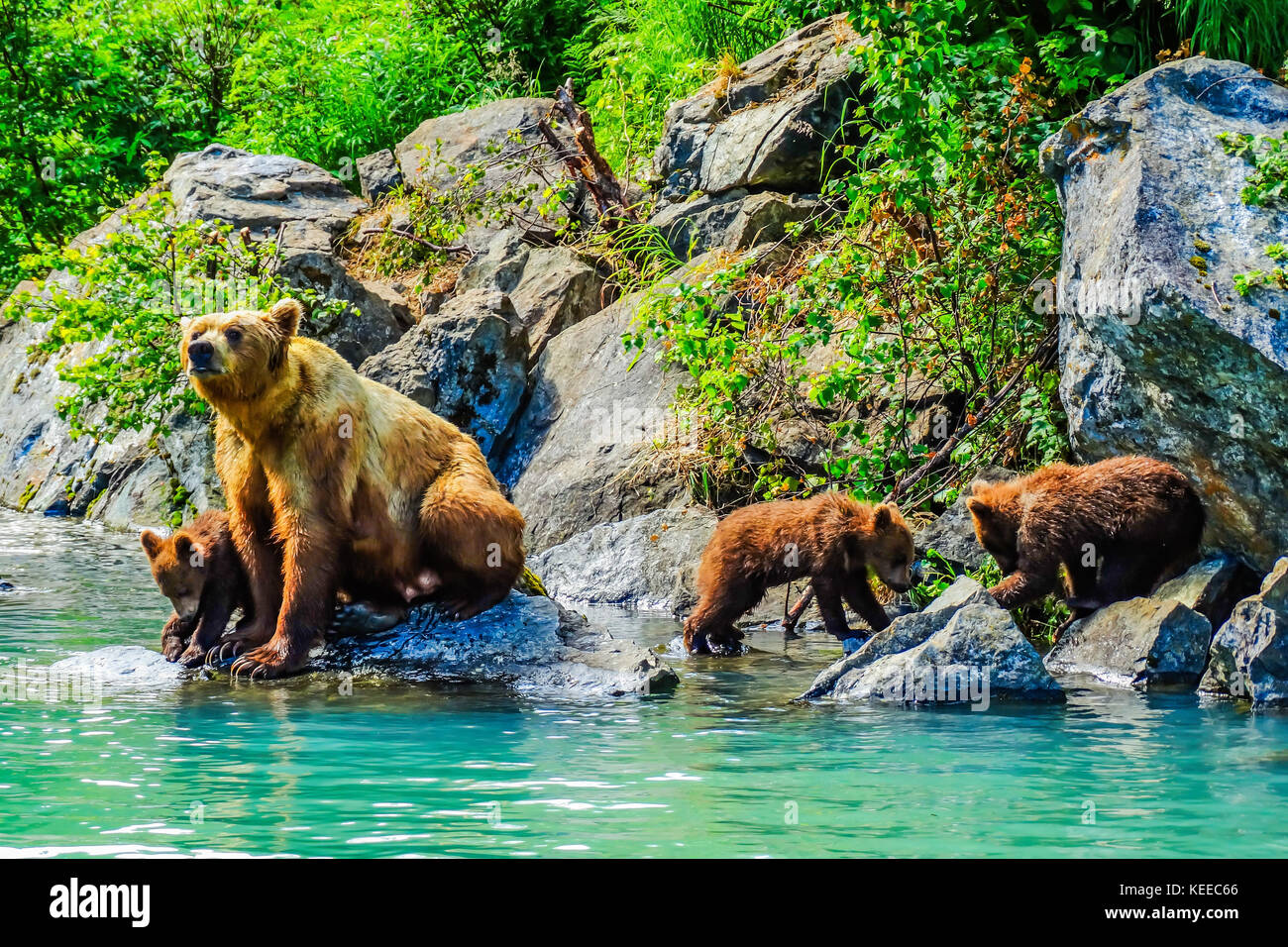 Mumie brauner Bär und ihre drei Jungen in der Nähe der Schanze Bay Lodge in Alaska Stockfoto