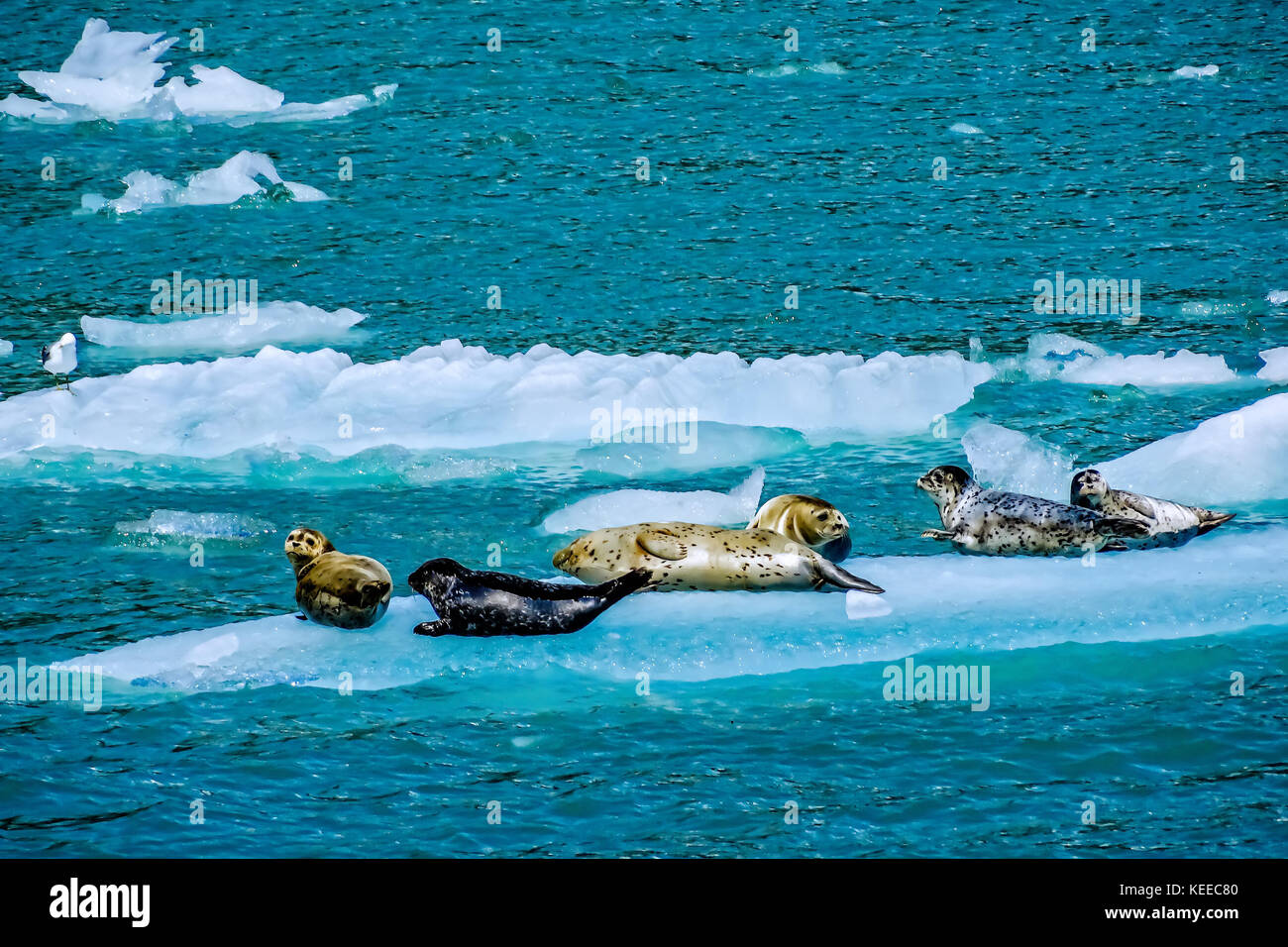 Sechs Dichtungen in der Sonne liegend auf einem Stück schwimmende Eis, weg von einem Gletscher in Alaska Glacier Bay National Park ist gebrochen Stockfoto