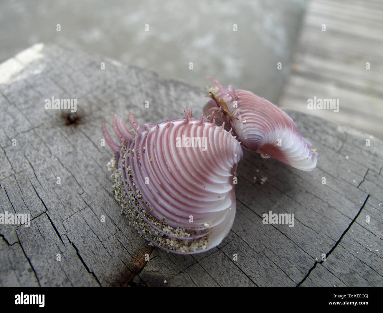 Rosa interessante Shell auf Holz durch das Meer, Detail. Panama Stockfoto