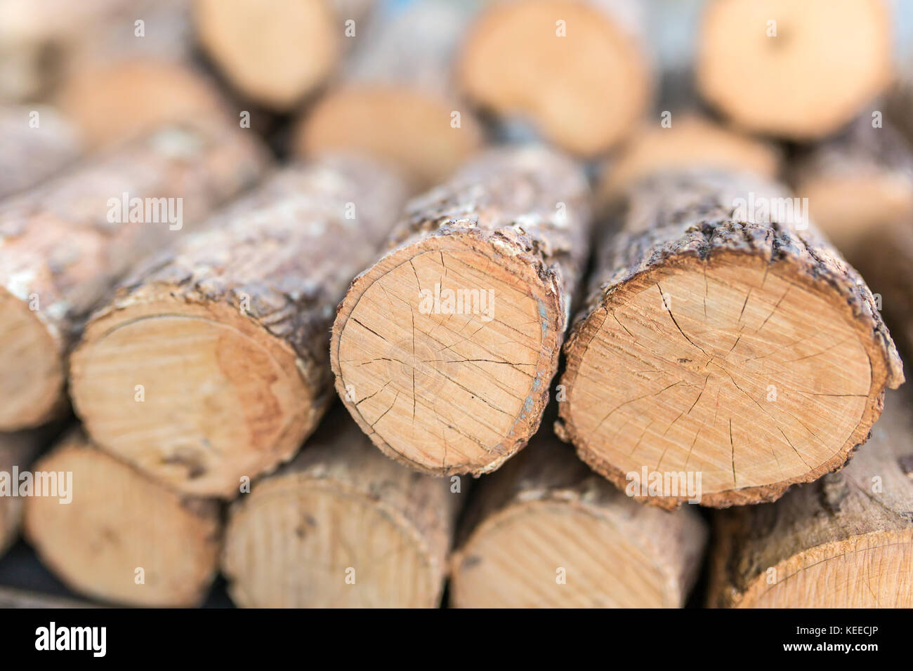 Thanaka Holz close-up. Tanaka ist burmesischen Tradition Kosmetik von Rinde von Tanaka Baum gemacht. Stockfoto