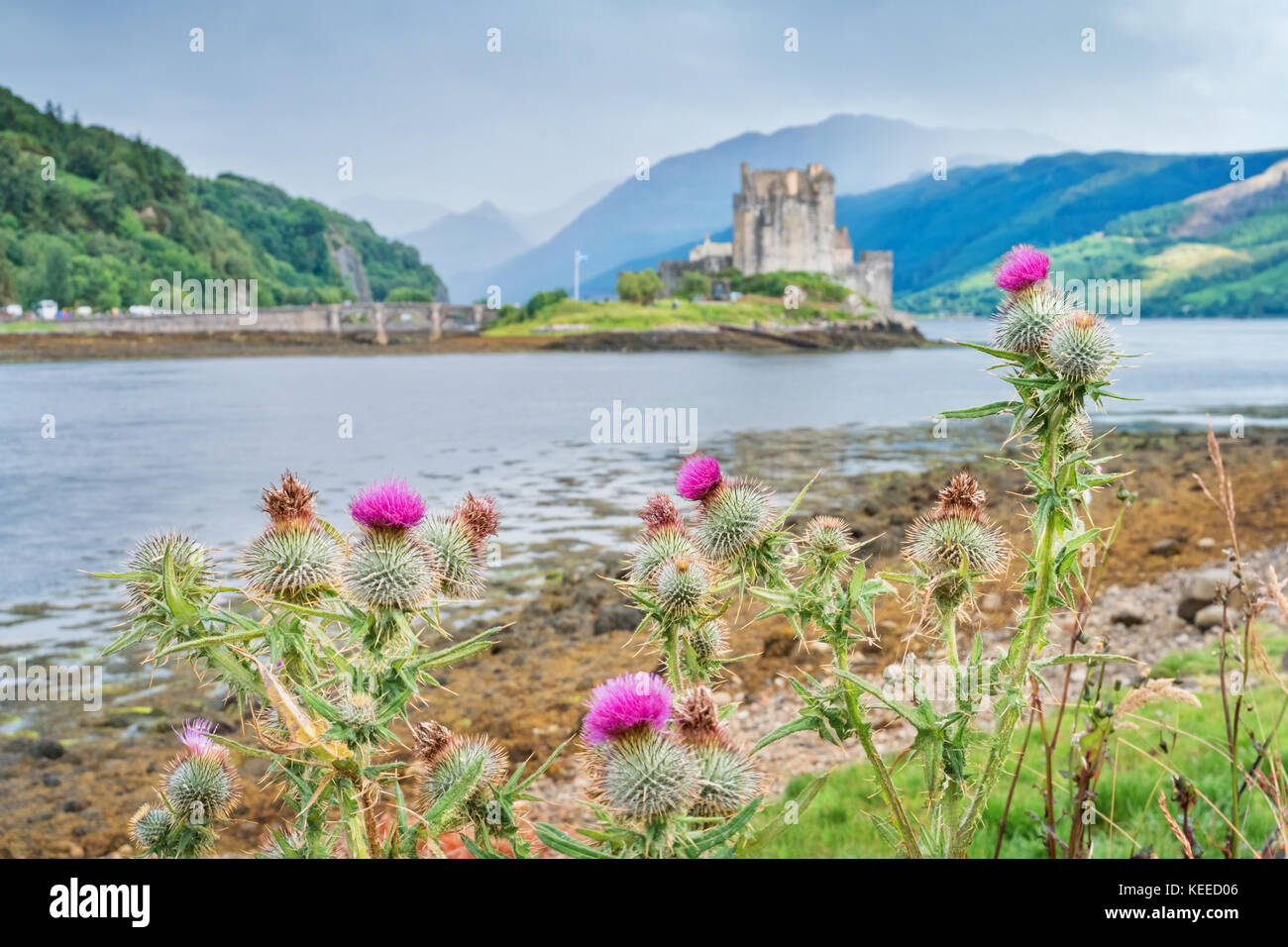 Schottische Disteln, die nationale Blume und nationales Symbol von Schottland mit dem unscharf Eilean Donan Castle. Stockfoto