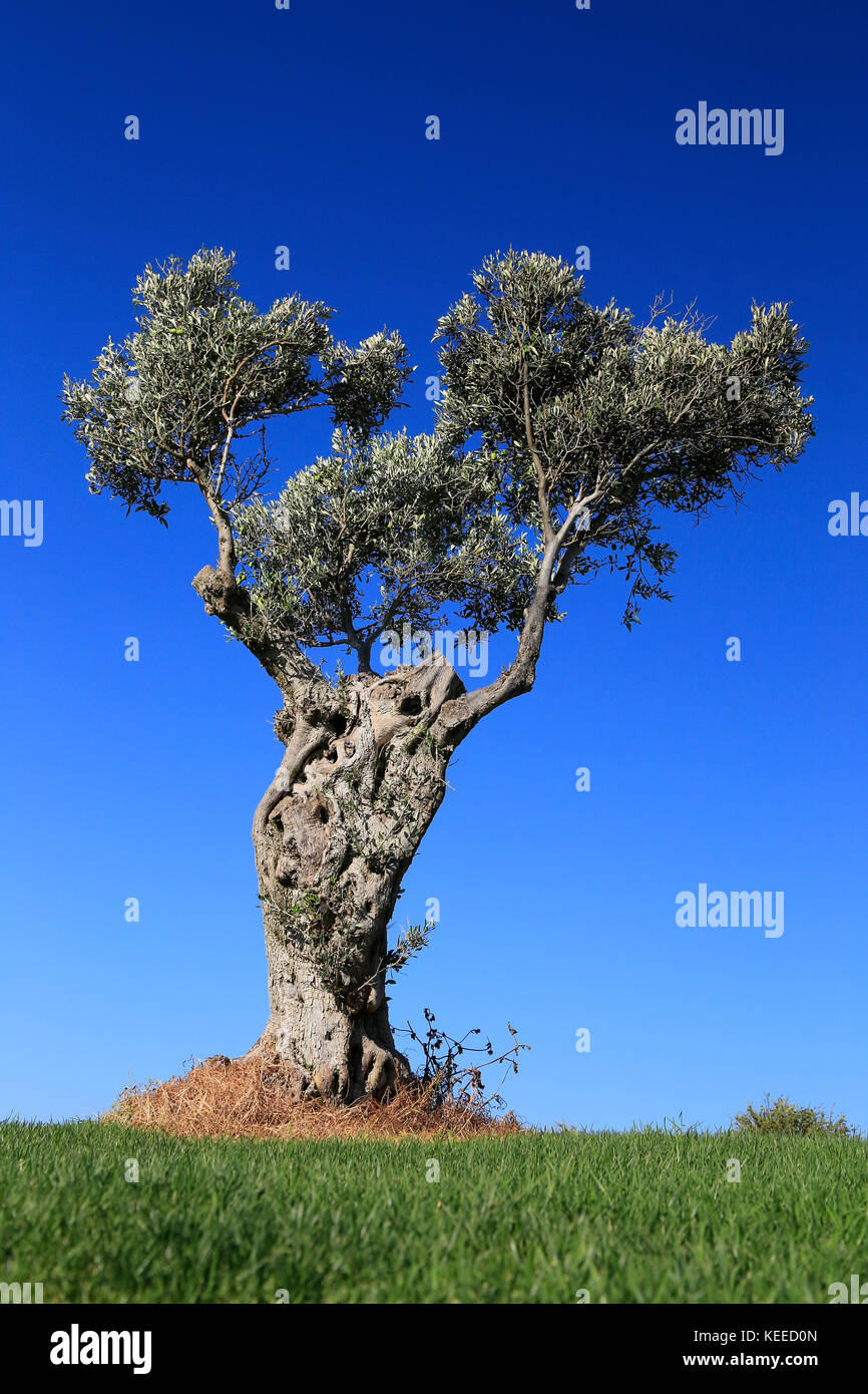 Olivenbäume in der Sonne Stockfoto