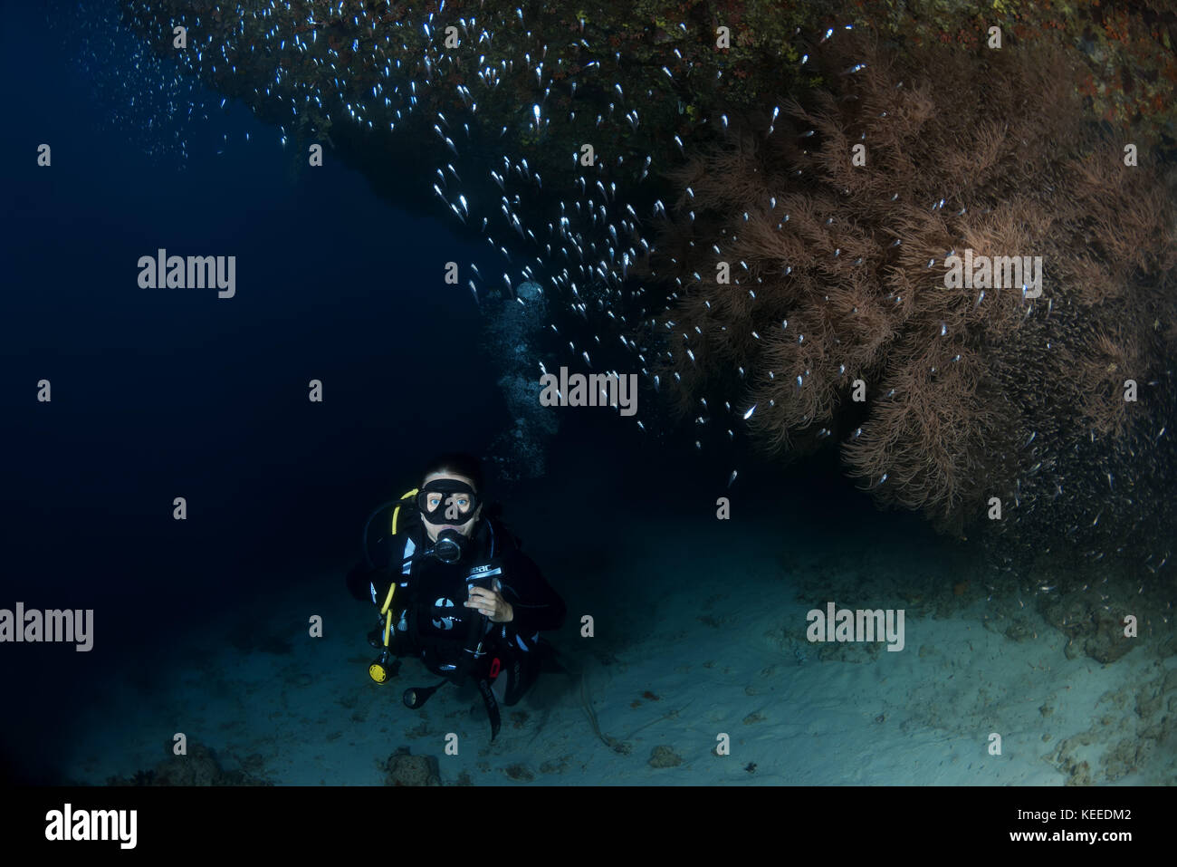 Weibliche Taucher schwimmen in der Nähe von Coral Reef Stockfoto