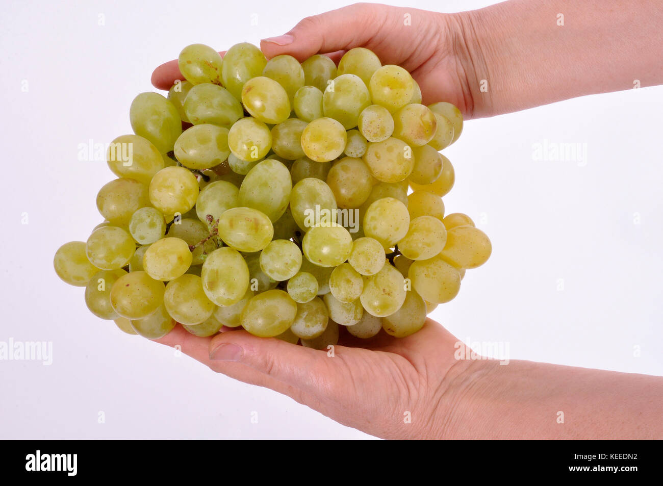 Cluster der Trauben in den Händen einer Frau auf einem weißen Hintergrund. Stockfoto