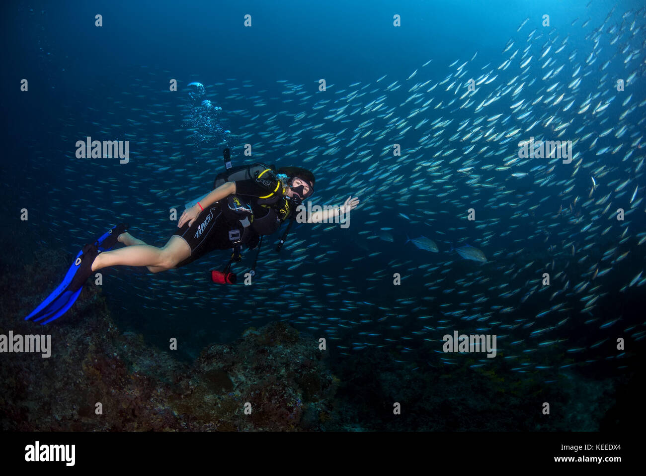 Weibliche Taucher schwimmen in der Nähe der Schule der Fische Stockfoto