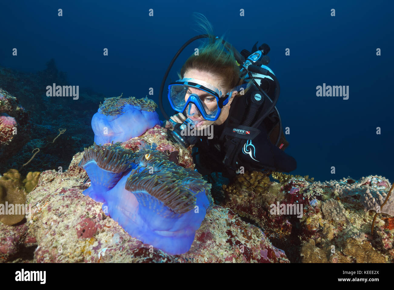 Sporttaucher, die auf Maldive anemonefish (Amphiprion nigripes) schauen, schwimmen in der Nähe von rosafarbenen Anemonen Stockfoto