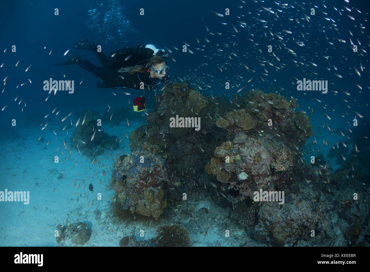 Weibliche Taucher schwimmen in der Nähe von Coral Reef Stockfoto