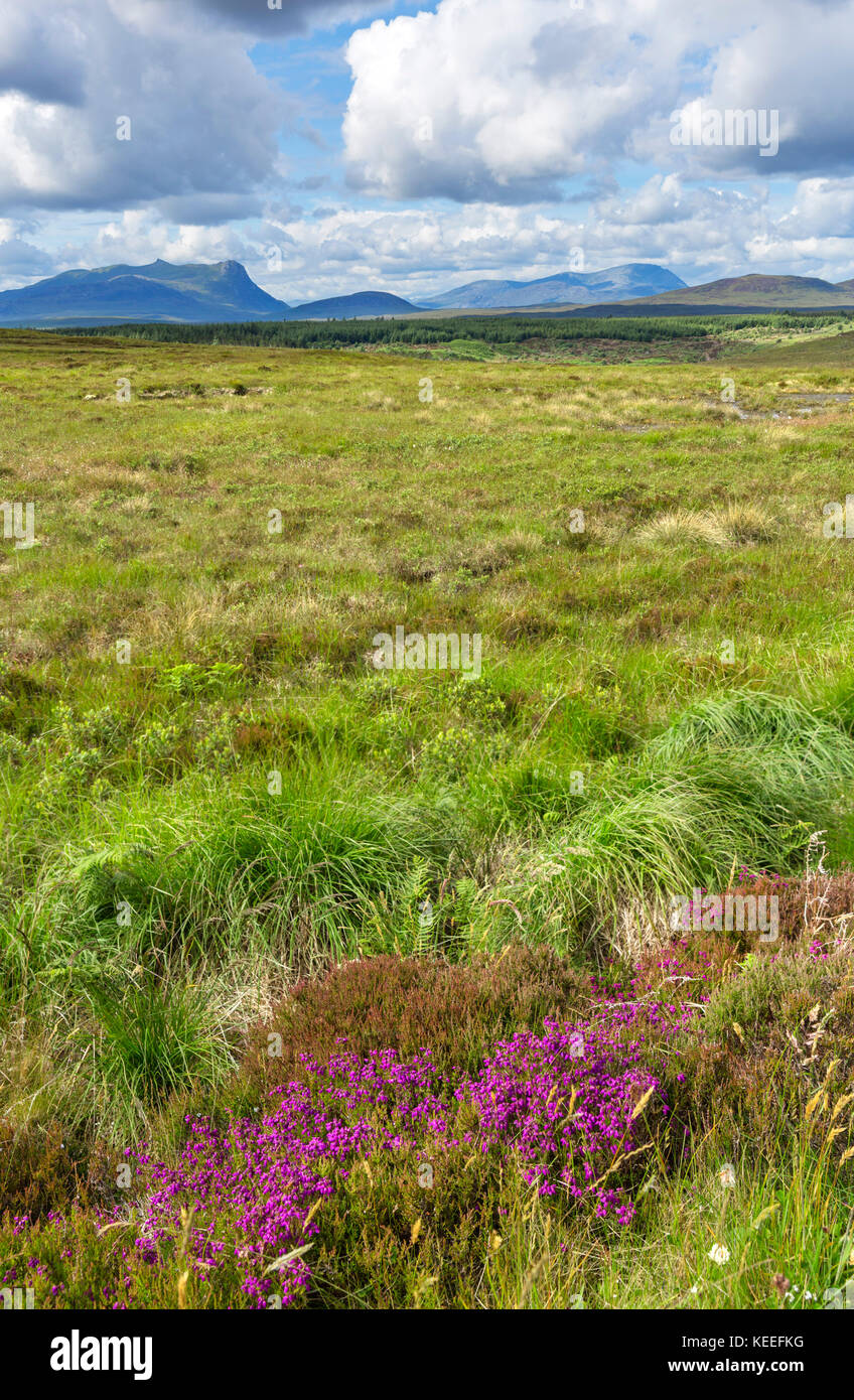 Landschaft im schottischen Hochland mit Glockenheide (Erica cinerea) vorne, in der Nähe von Invernaver an der Nordküste 500 Route, Sutherland, Schottland, UK Stockfoto