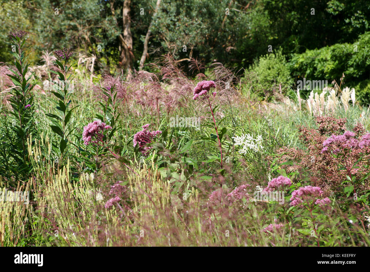 Spätsommer perennierenden Bepflanzung, mit Eupatorium, Sanguisorba, Miscanthus, bei Knoll Gardens, UK Stockfoto