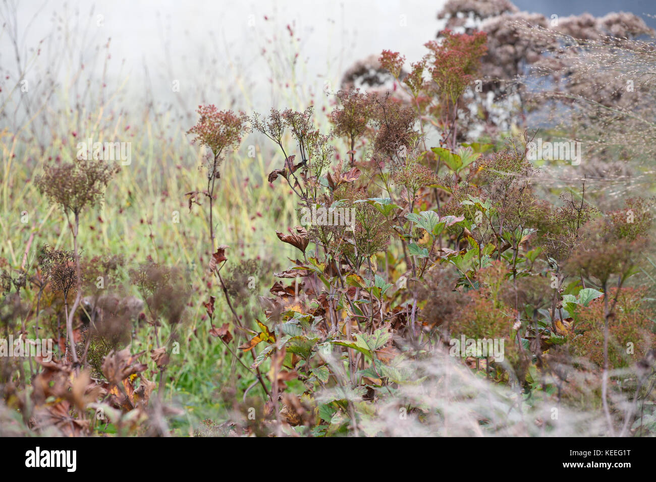 Filipendula rubra haben nusta" starten im Herbst zu sterben Stockfoto