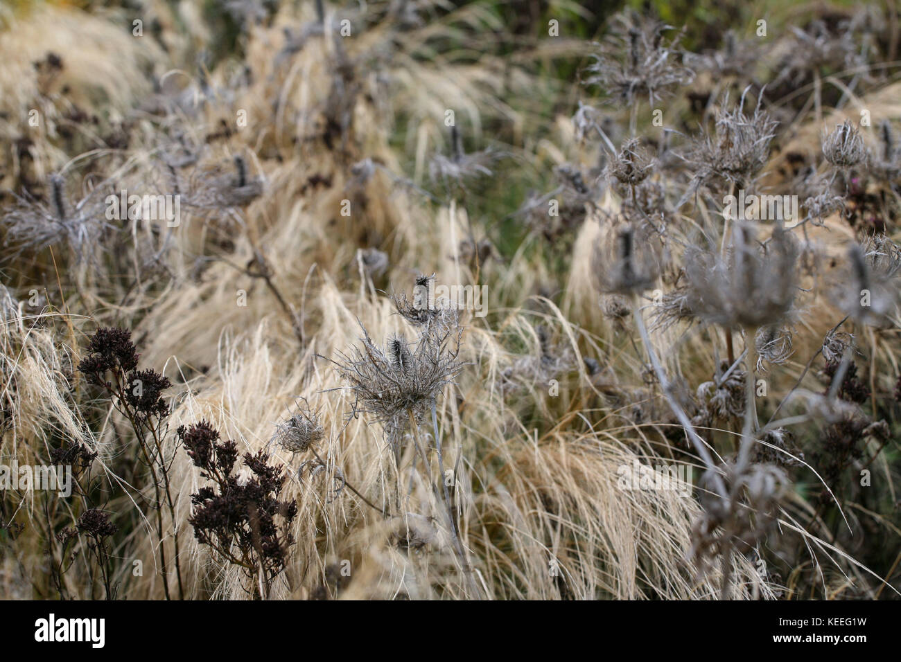 Eryngium Samen Kopf Strukturen unter den Gräsern, form Holding durch Herbst und Winter Stockfoto