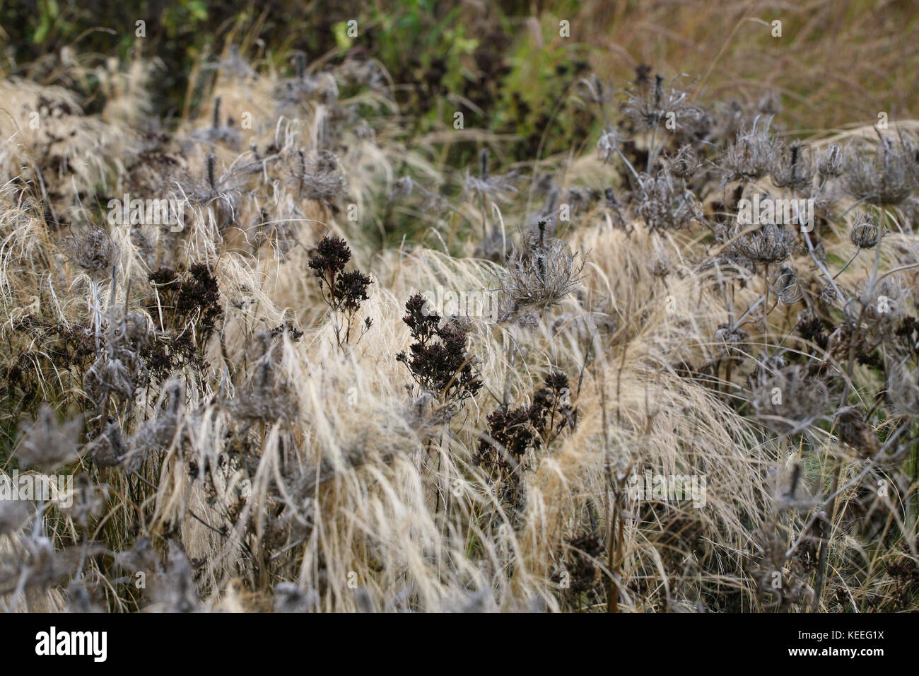 Eryngium Samen Kopf Strukturen unter den Gräsern, form Holding durch Herbst und Winter Stockfoto