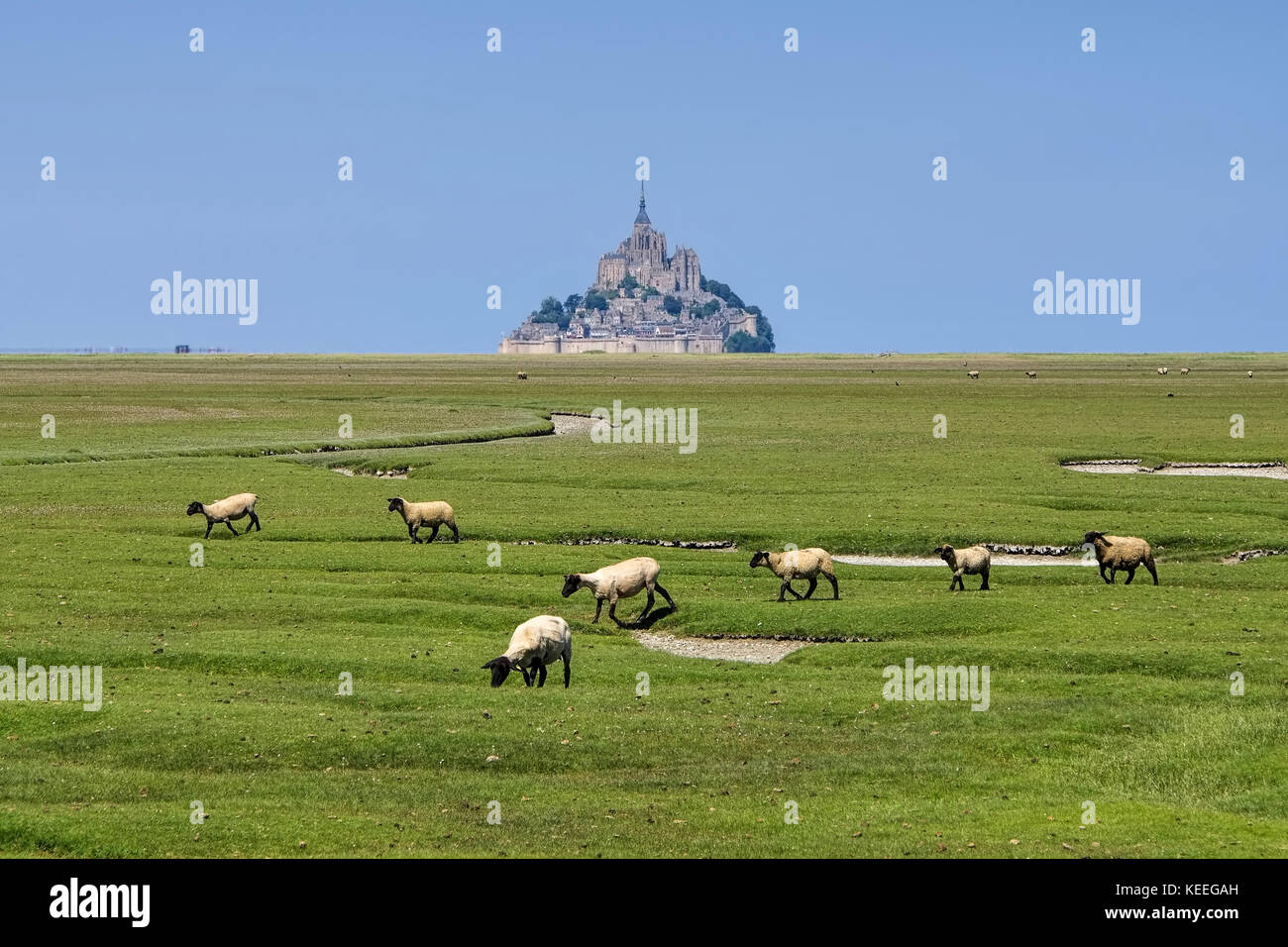 Mont Saint Michel Abtei und Schafe in der Normandie, Frankreich Stockfoto