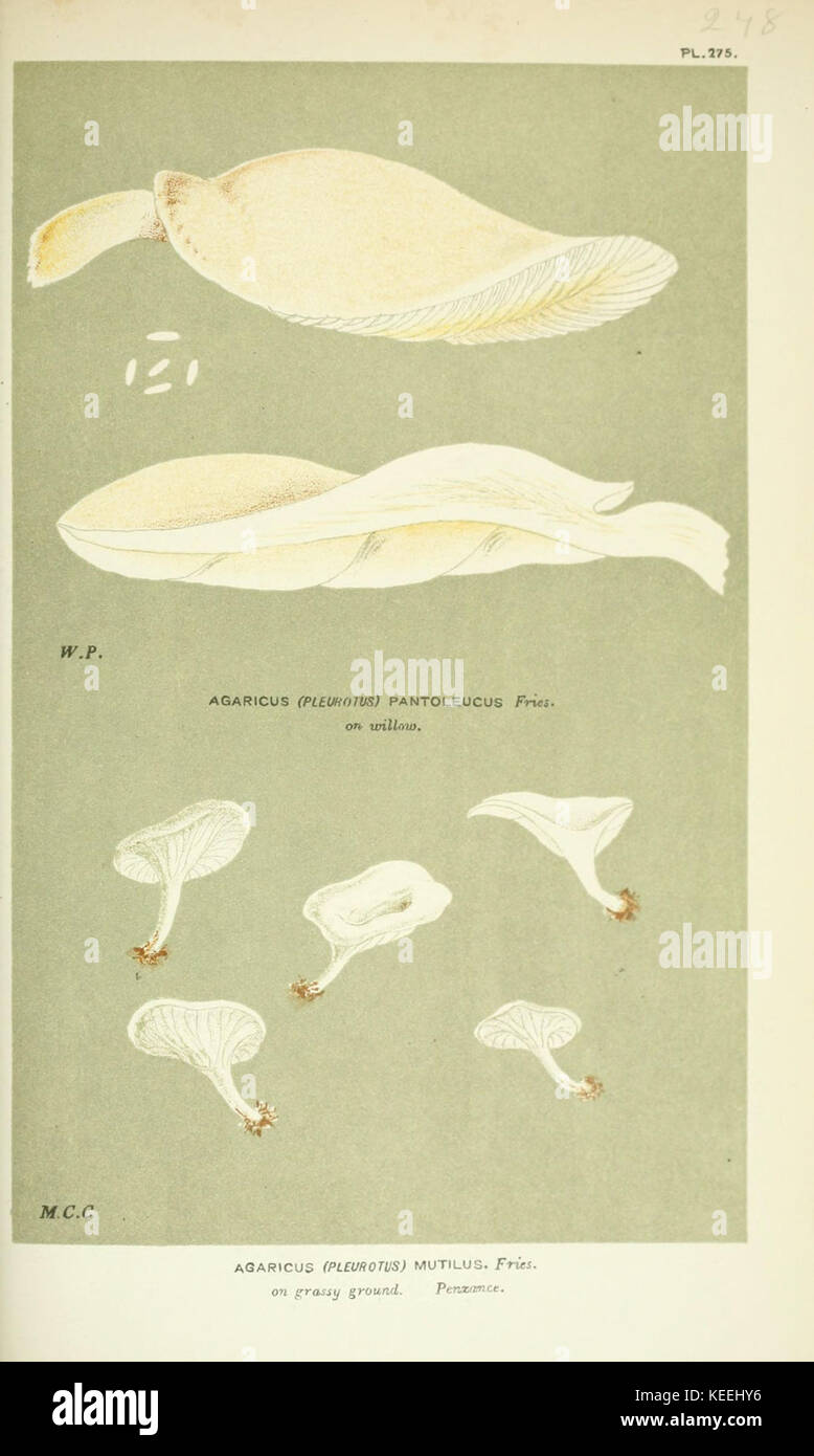 Abbildungen der britischen Pilze (hymenomycetes), als ein Atlas zum Handbuch der britischen Pilze (Pl zu dienen. 275) (6056234326) Stockfoto