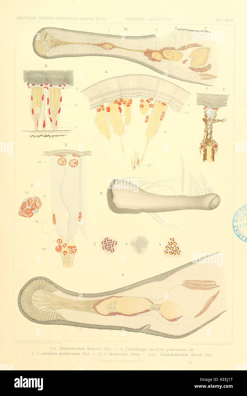 Wissenschaftliche Ergebnisse der Deutschen Expedition Tiefsee mit dem Dampfer Valdivia 1898 1899 (Taf. XLVII) (6389002751) Stockfoto