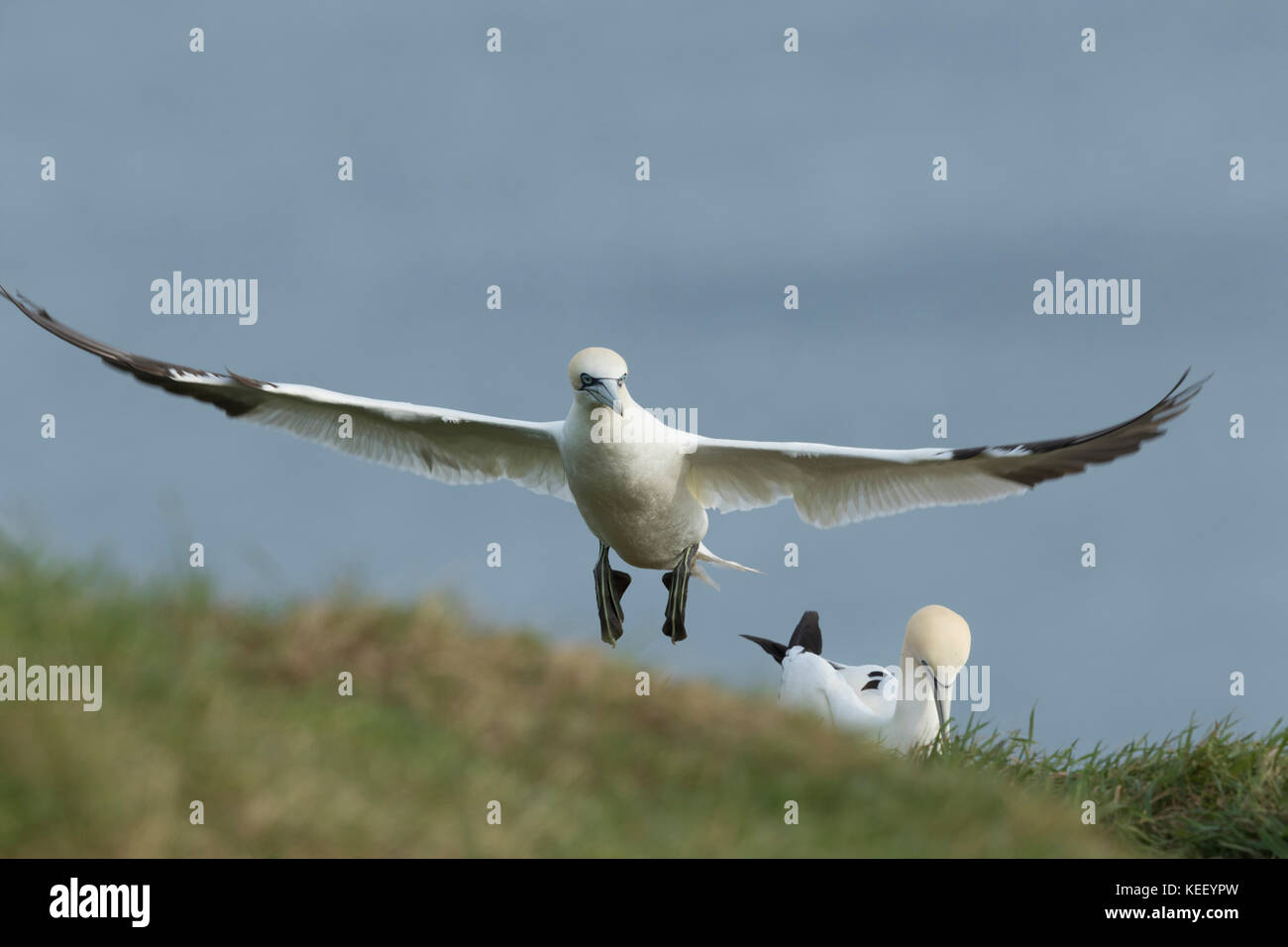 Tierwelt: tölpel an Bempton Cliffs. (Morus bassanus). Stockfoto