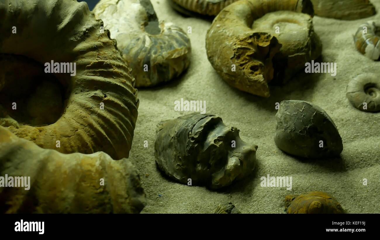 Antike Schale. Viele Ammonit prähistorische Fossil auf der Oberfläche des Steins, Archäologie und Paläontologie Konzept Stockfoto