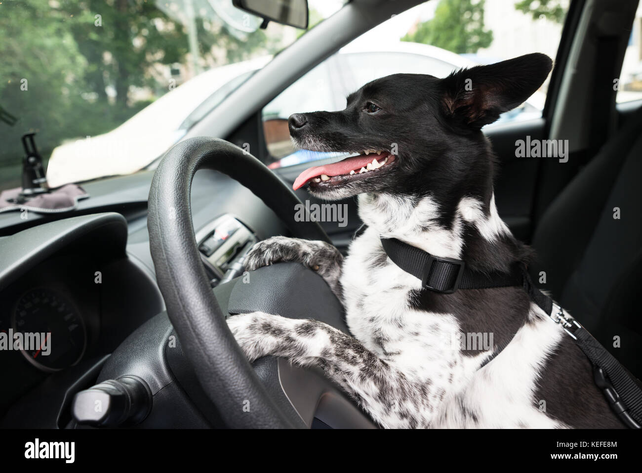 Seitenansicht des Hundes holding Lenkrad eines Autos Stockfoto