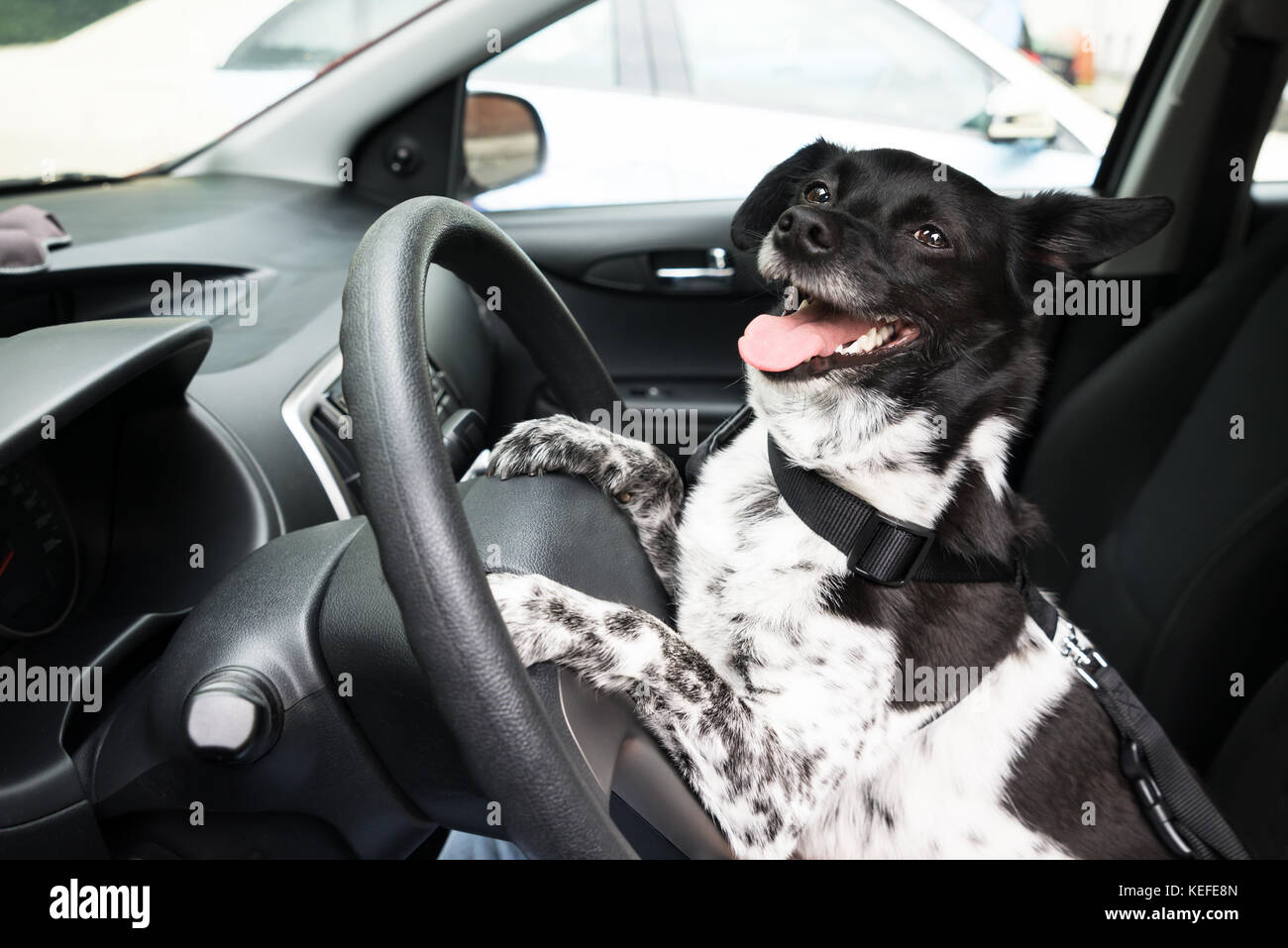 Seitenansicht des Hundes holding Lenkrad eines Autos Stockfoto