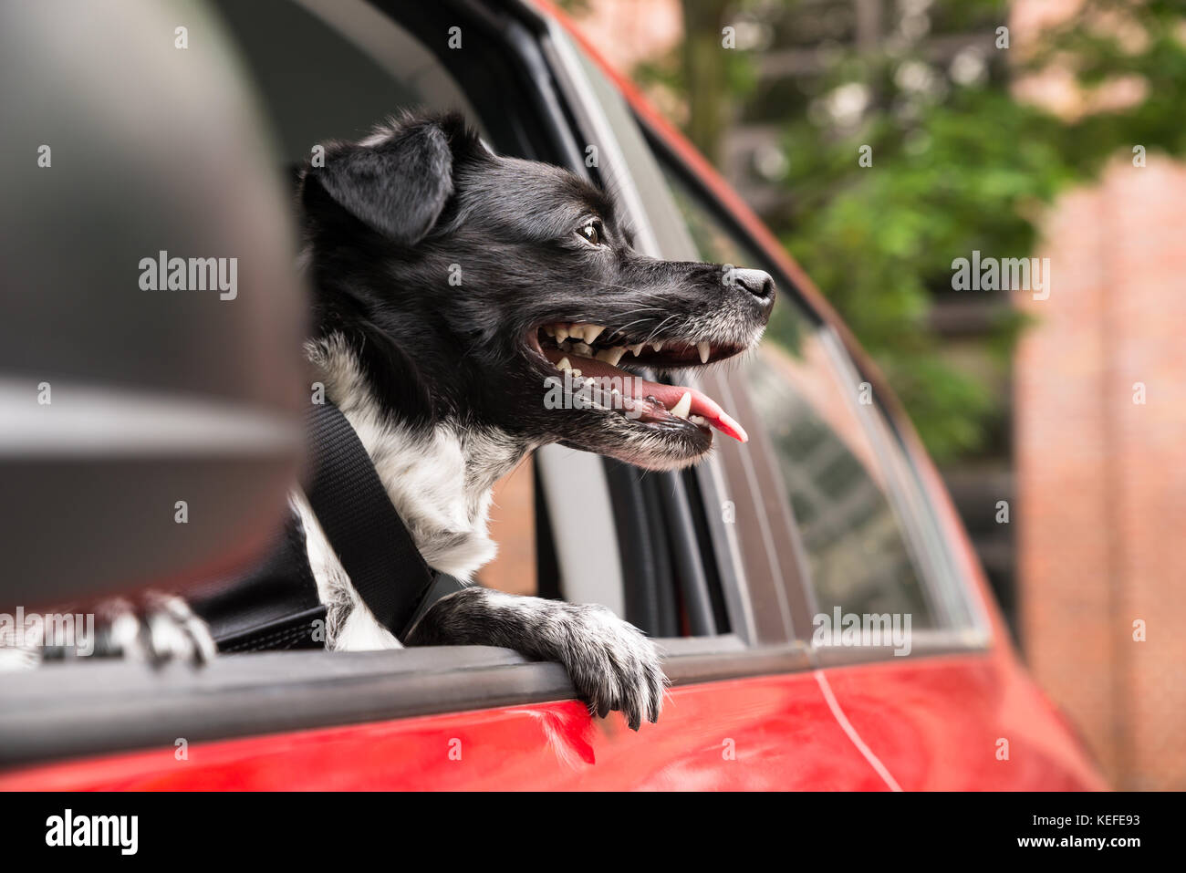 Hund suchen, der ein rotes Auto Fenster und Kleben mit herausgestreckter Zunge Stockfoto