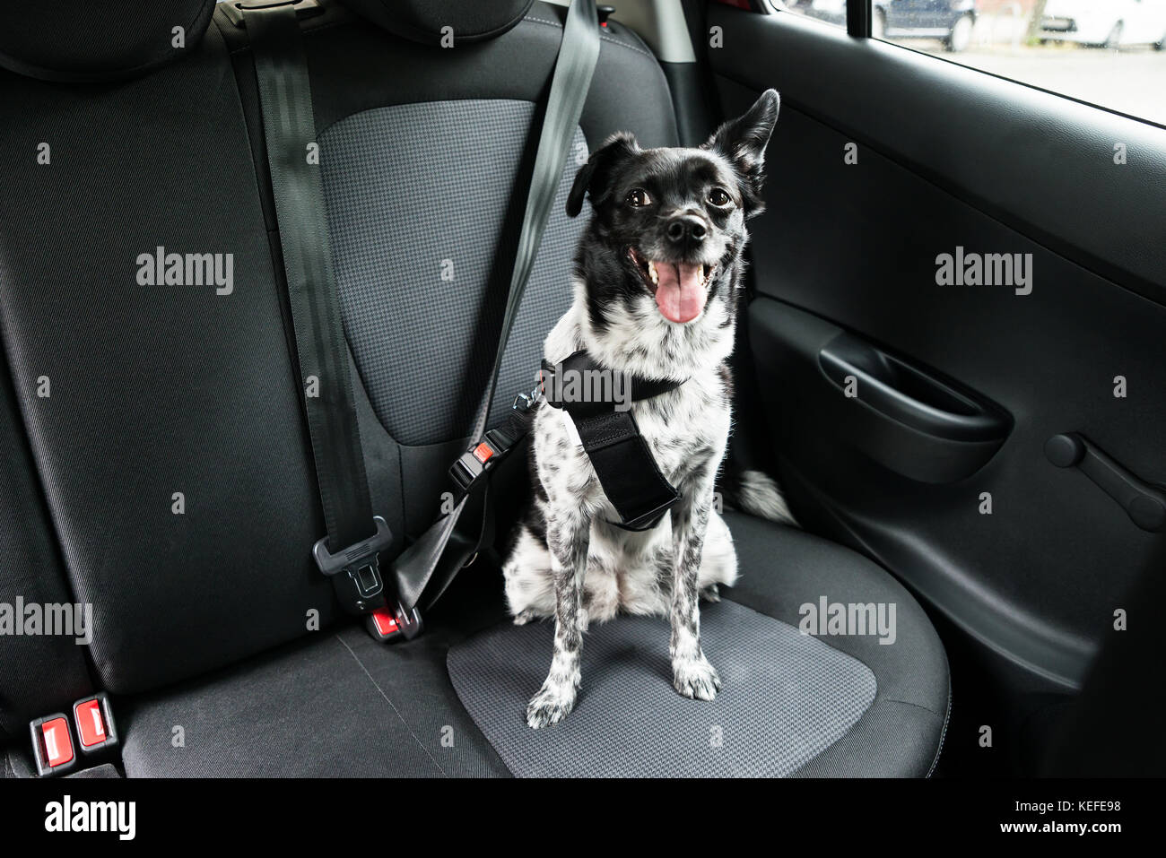 Hund mit Zunge heraus haften Sitzen in einem Autositz Stockfoto