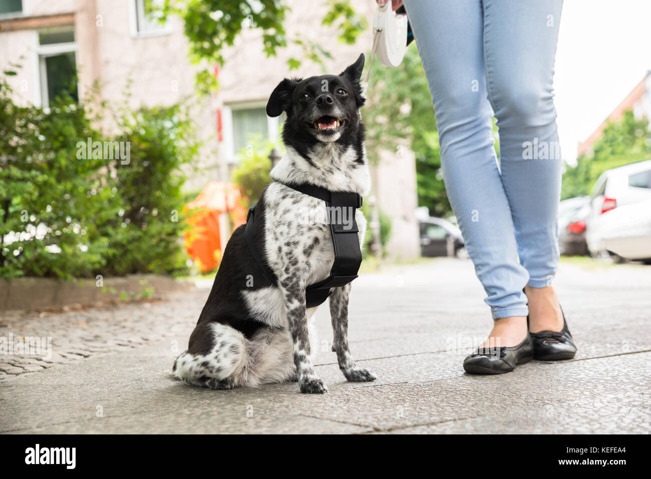 Untere Partie der Frau, die mit ihrem Hund auf der Straße Stockfoto