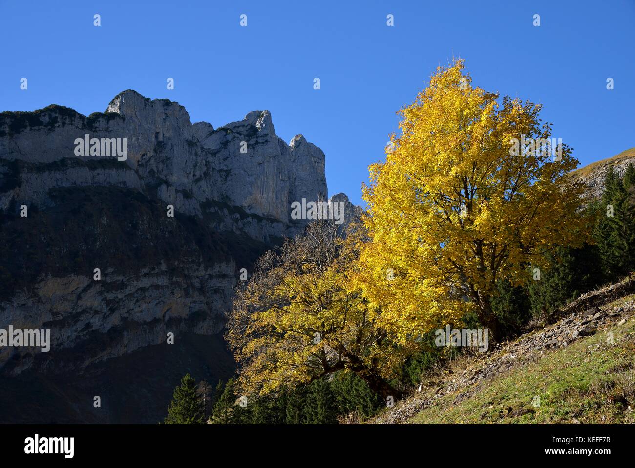Die herbstlichen Baum, Alpstein, Kanton Appenzell Innerrhoden, Schweiz Stockfoto