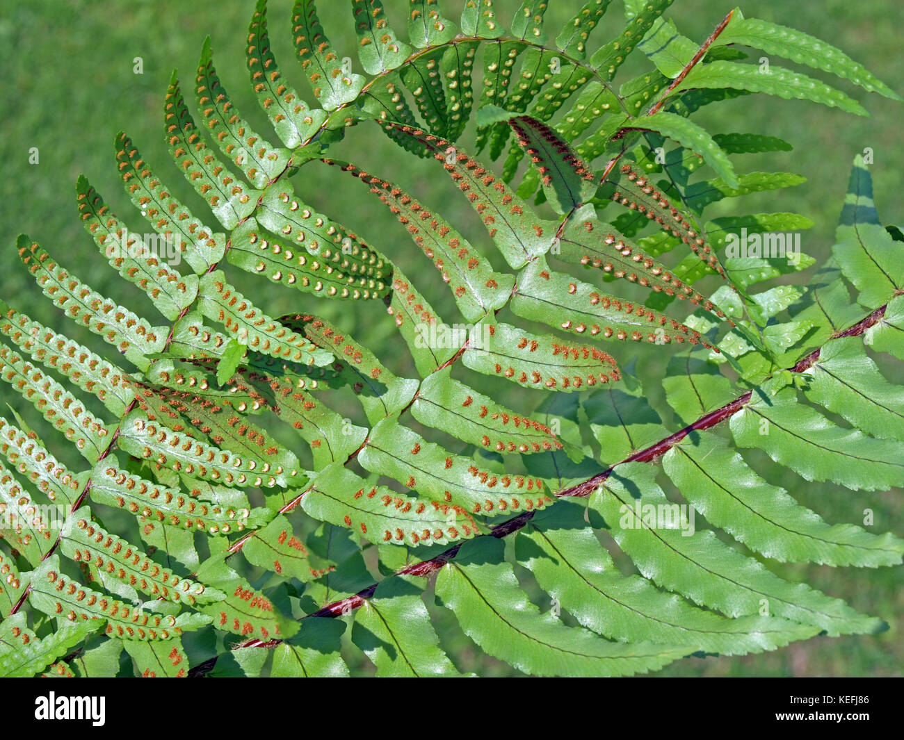 Farn Sporen unter den Blttern, Nahaufnahme Stockfotografie - Alamy